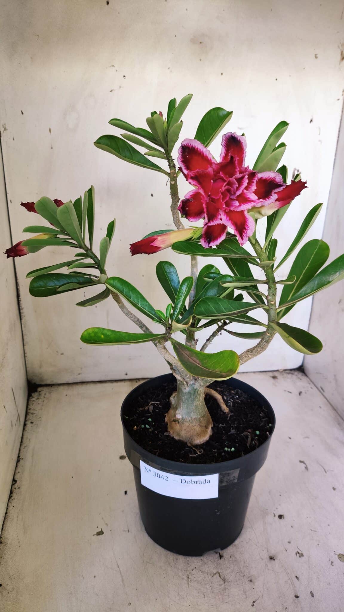 Planta Dobrada 3042 – 35cm – 03 anos