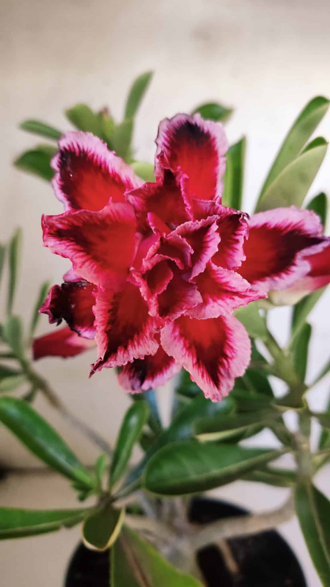 Planta Dobrada 3042 – 35cm – 03 anos