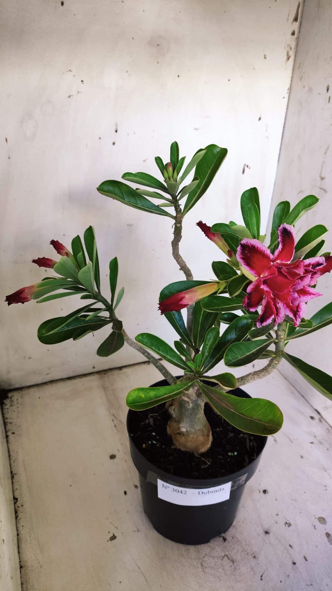 Planta Dobrada 3042 – 35cm – 03 anos