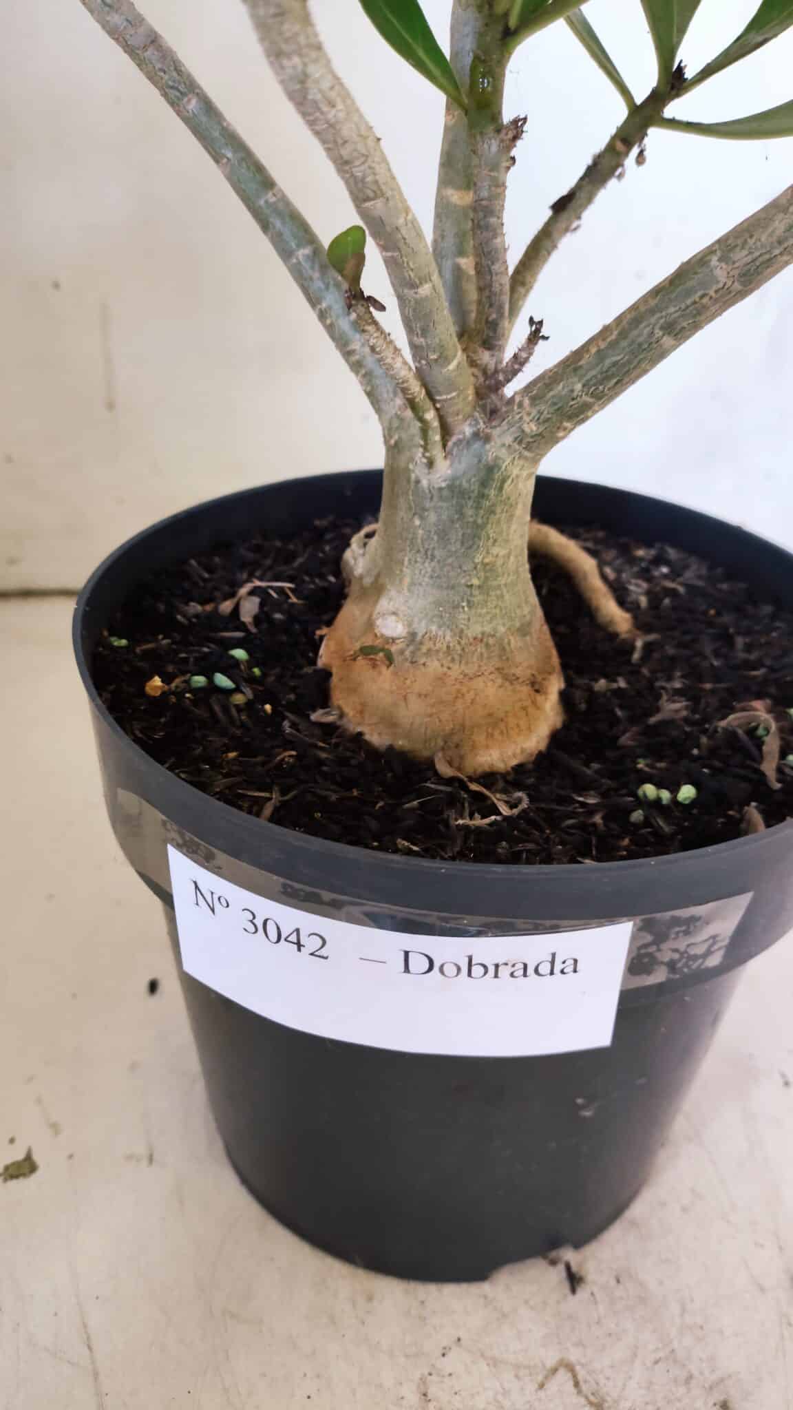 Planta Dobrada 3042 – 35cm – 03 anos