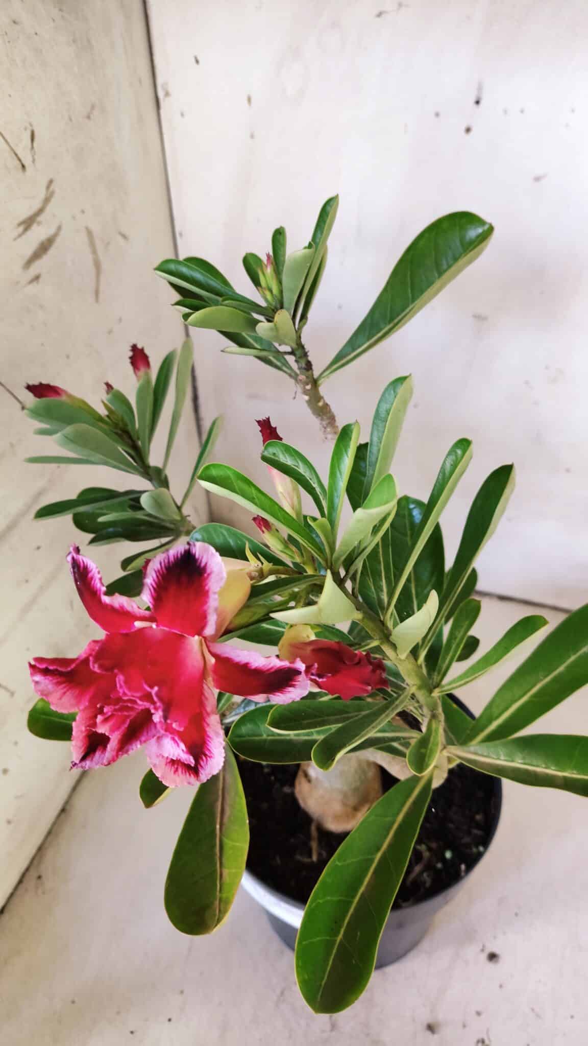 Planta Dobrada 3042 – 35cm – 03 anos