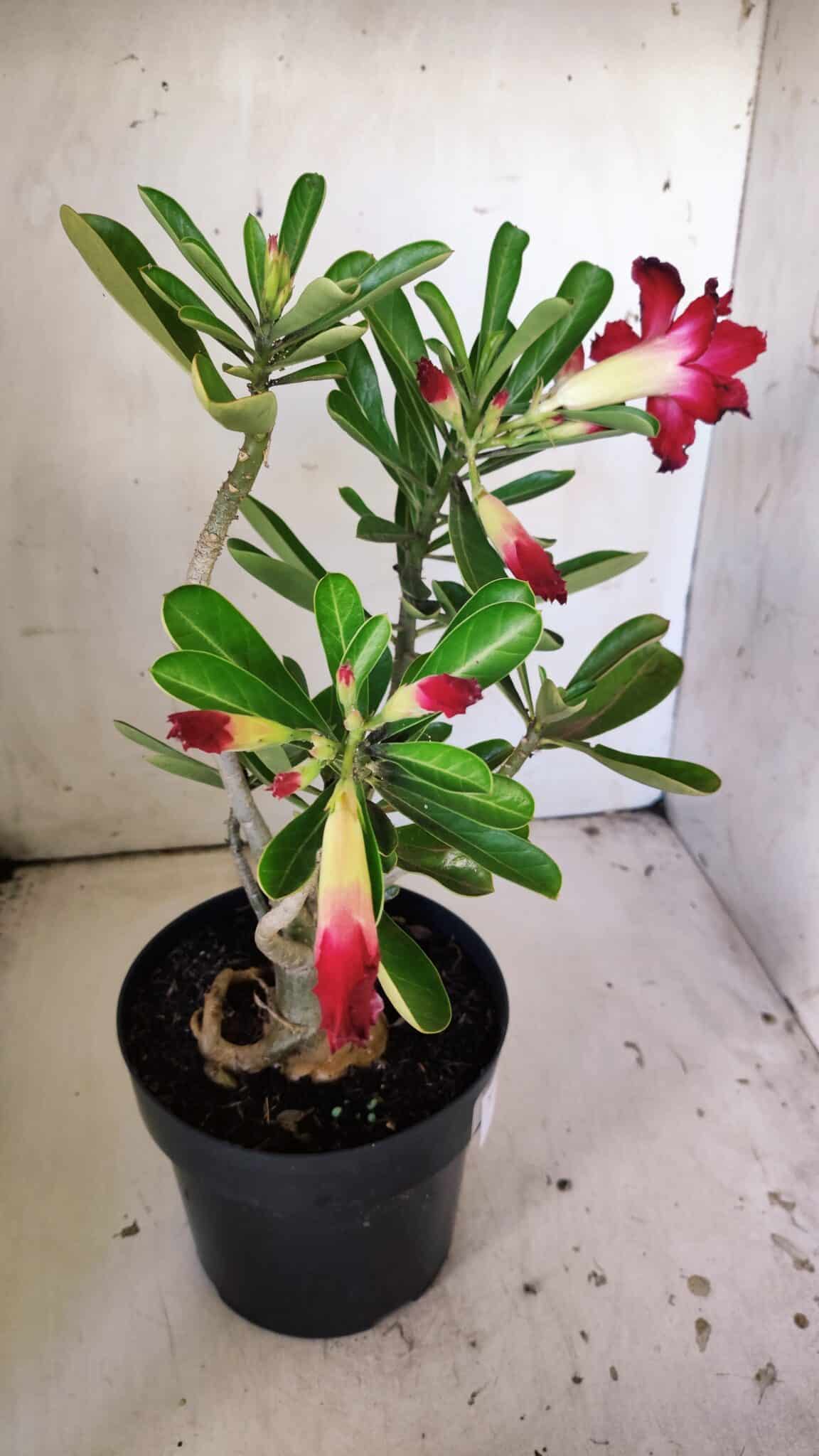Planta Dobrada 3042 – 35cm – 03 anos