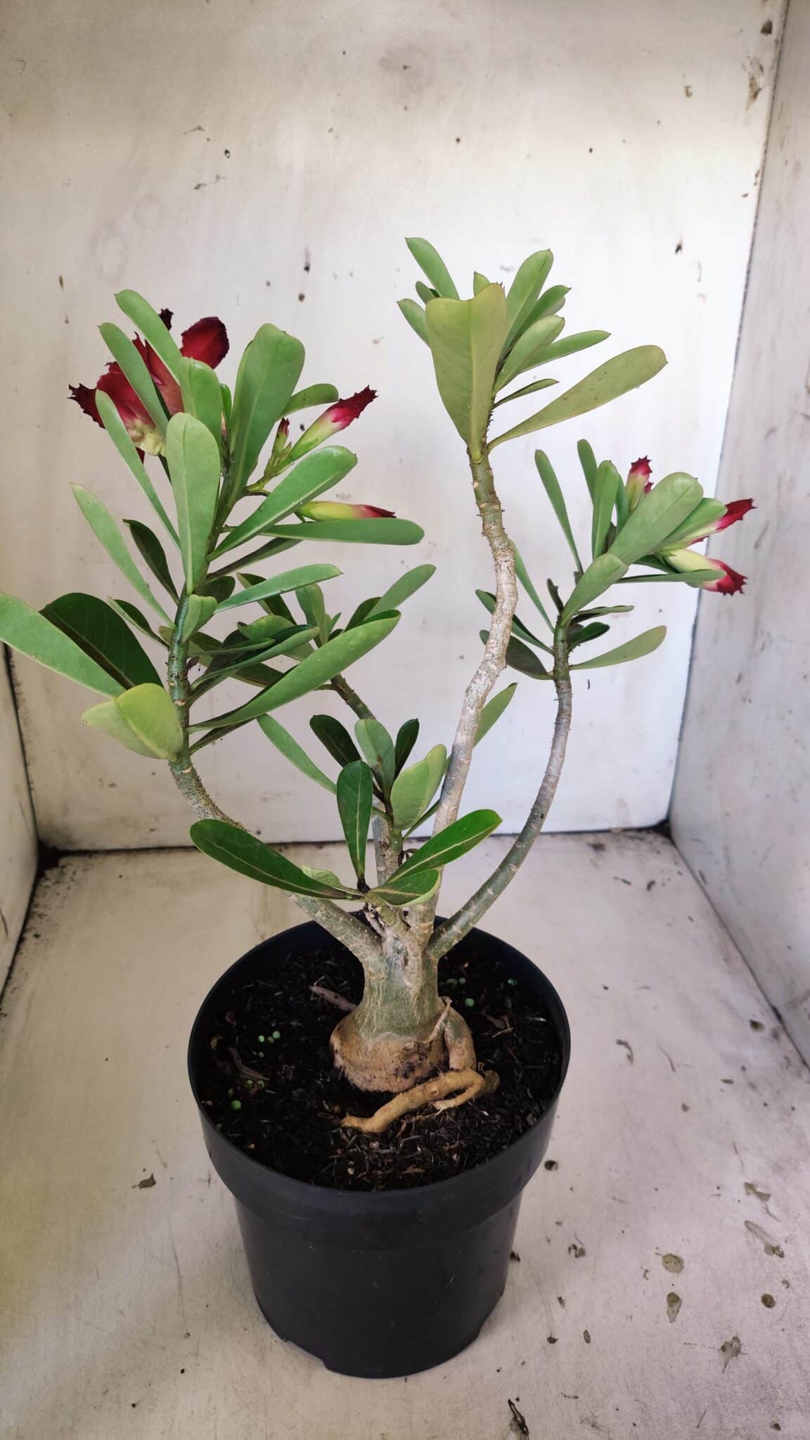 Planta Dobrada 3042 – 35cm – 03 anos