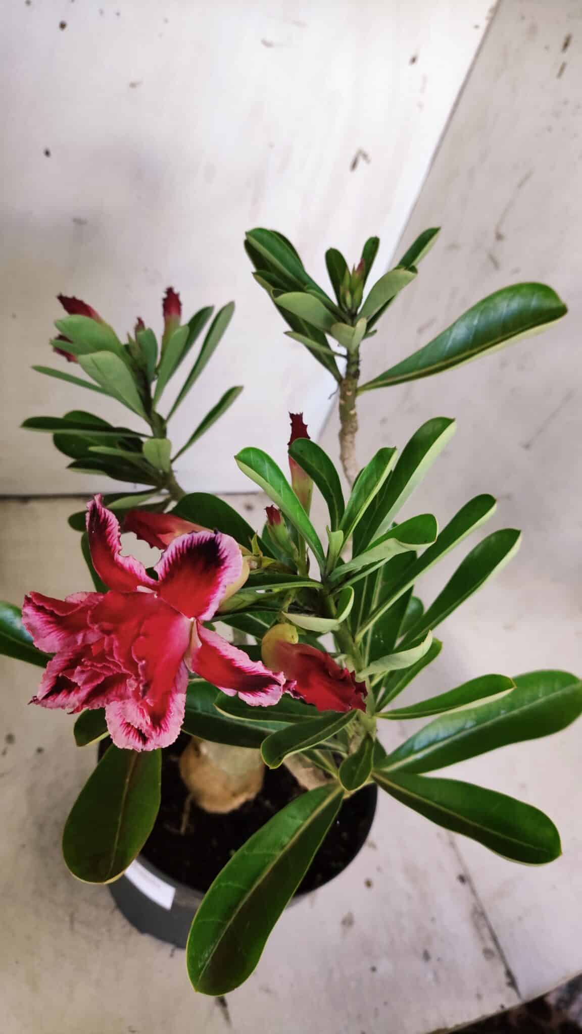 Planta Dobrada 3042 – 35cm – 03 anos