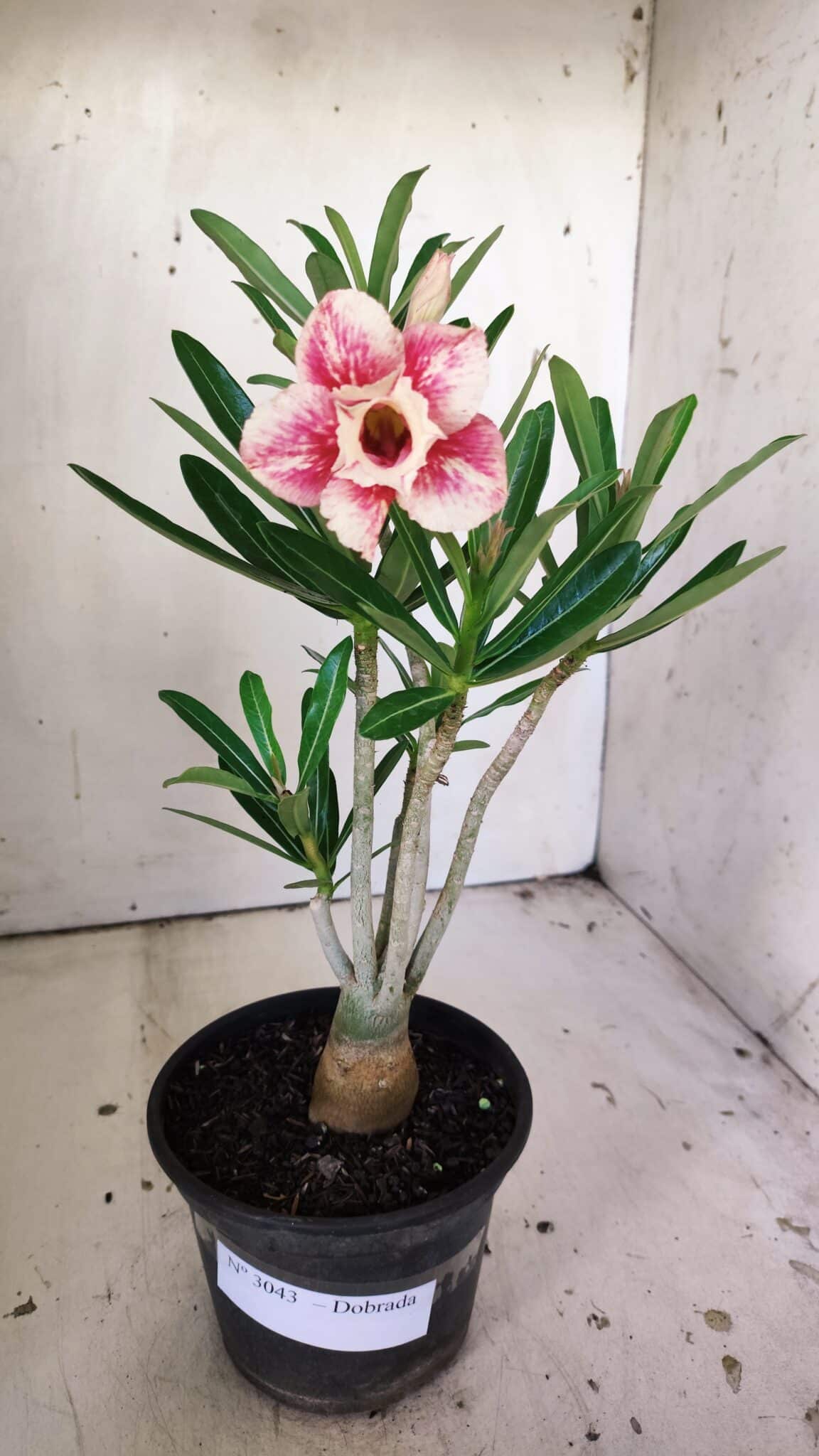 Planta Dobrada 3043 – 30cm – 02 anos