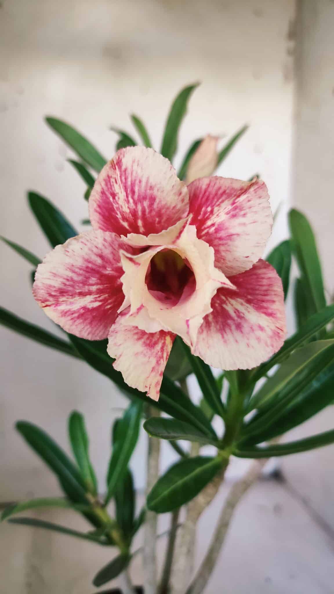 Planta Dobrada 3043 – 30cm – 02 anos