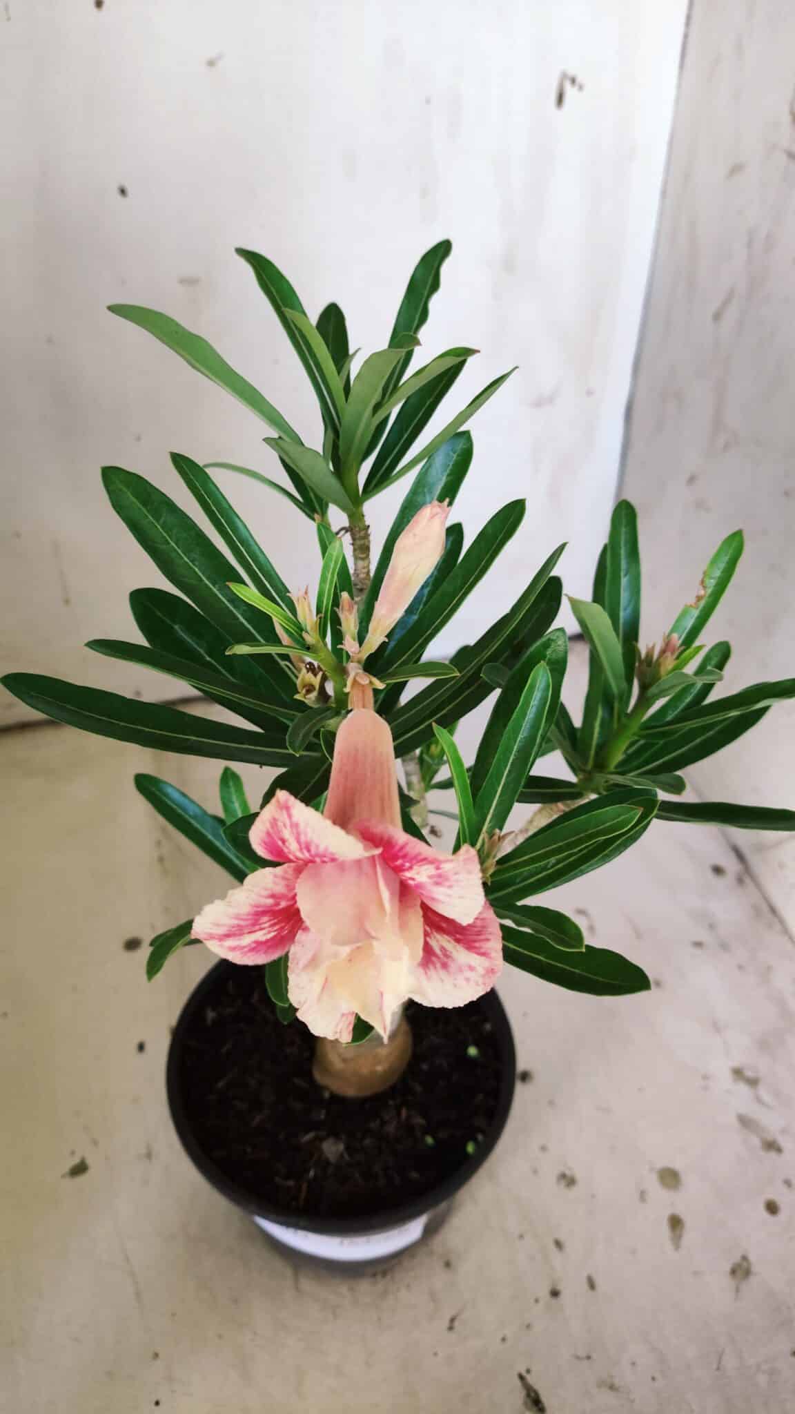Planta Dobrada 3043 – 30cm – 02 anos