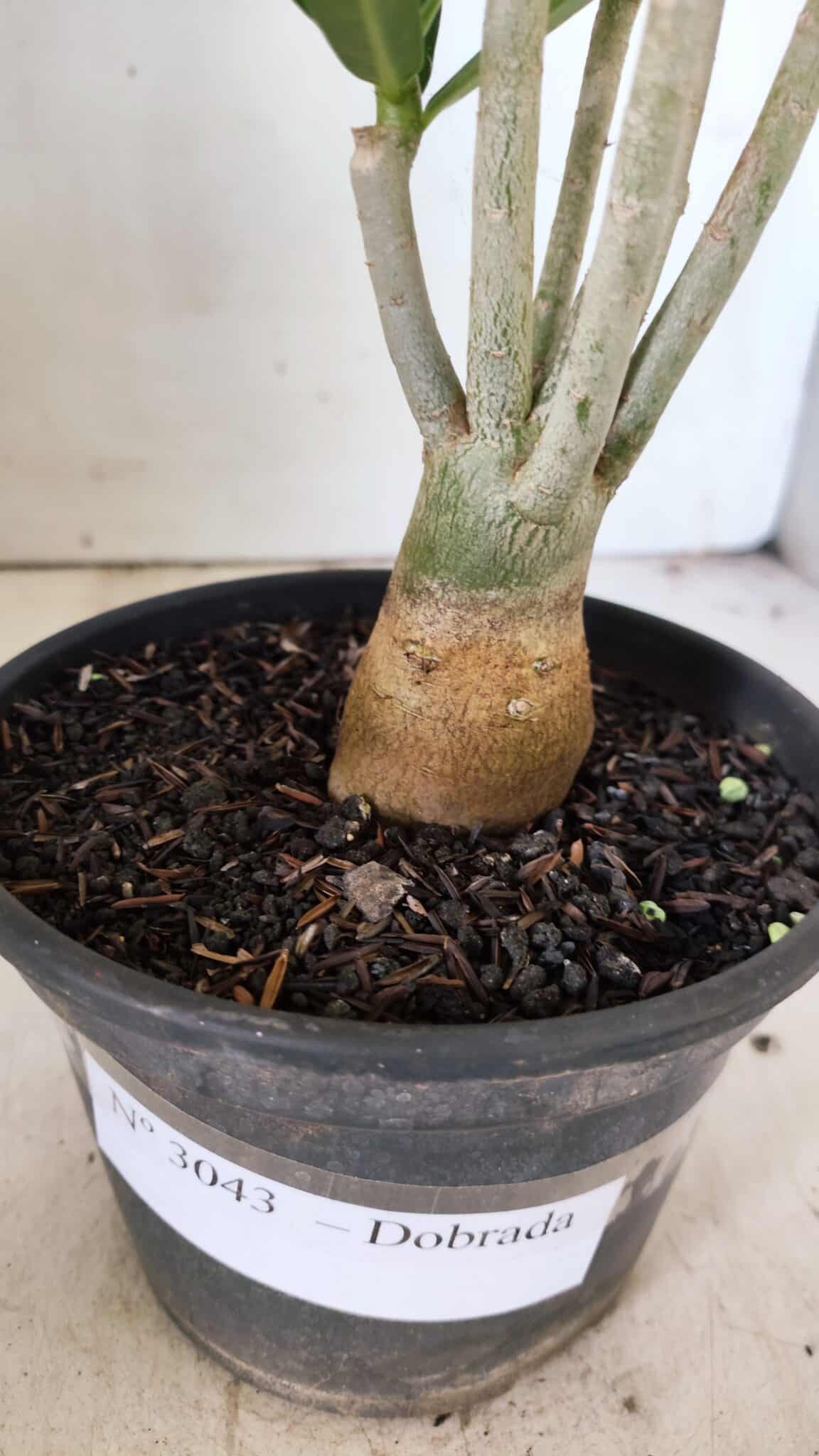 Planta Dobrada 3043 – 30cm – 02 anos