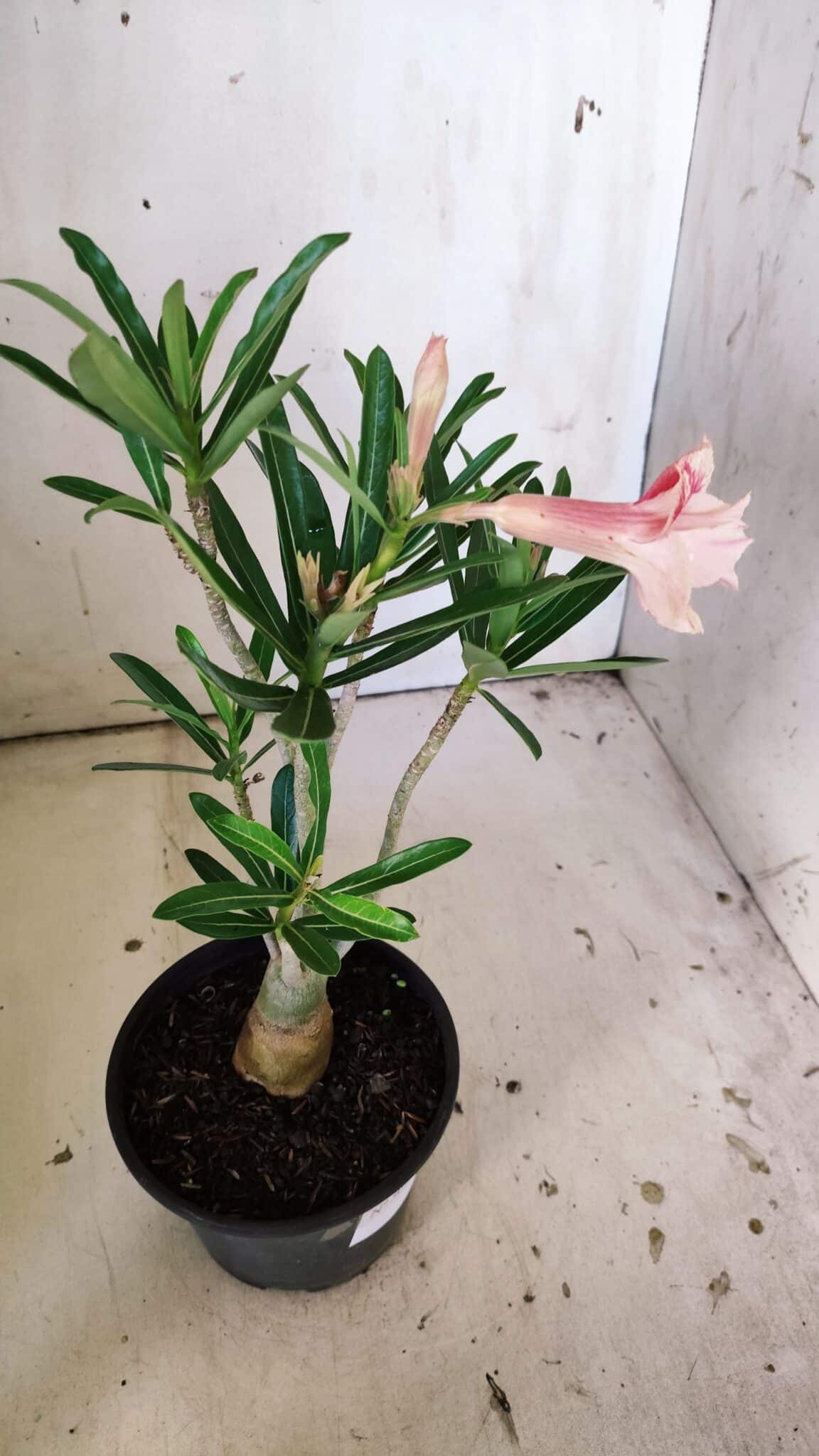 Planta Dobrada 3043 – 30cm – 02 anos