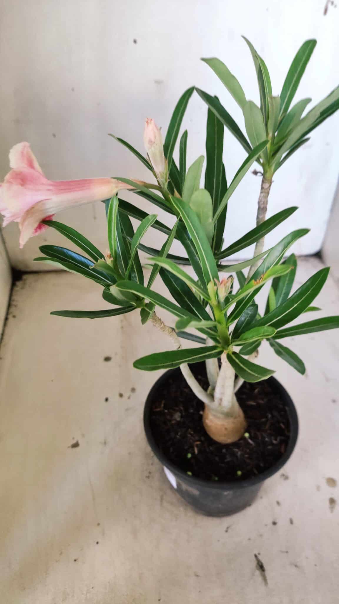 Planta Dobrada 3043 – 30cm – 02 anos