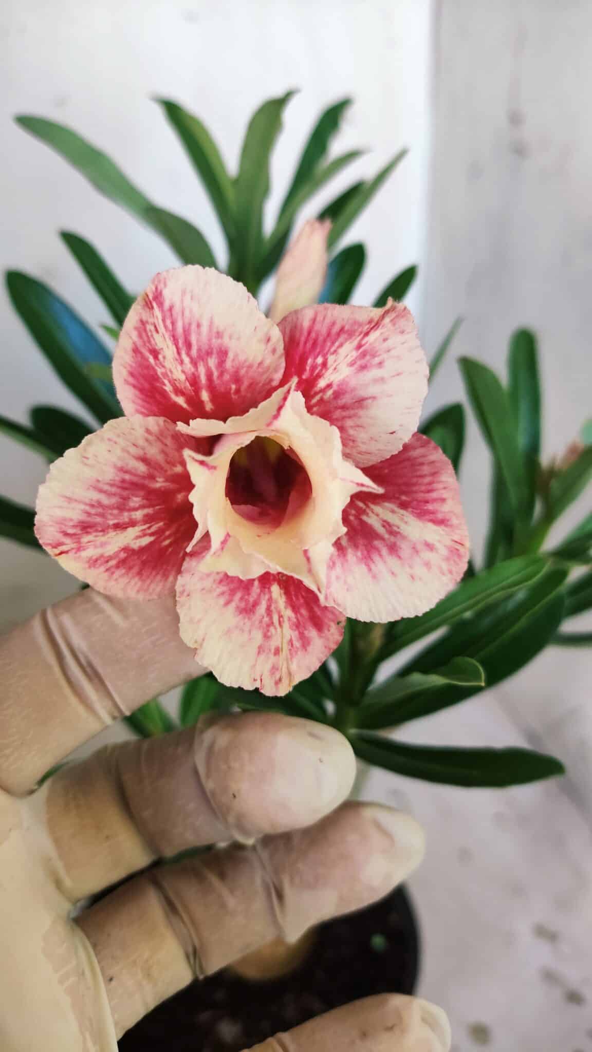 Planta Dobrada 3043 – 30cm – 02 anos