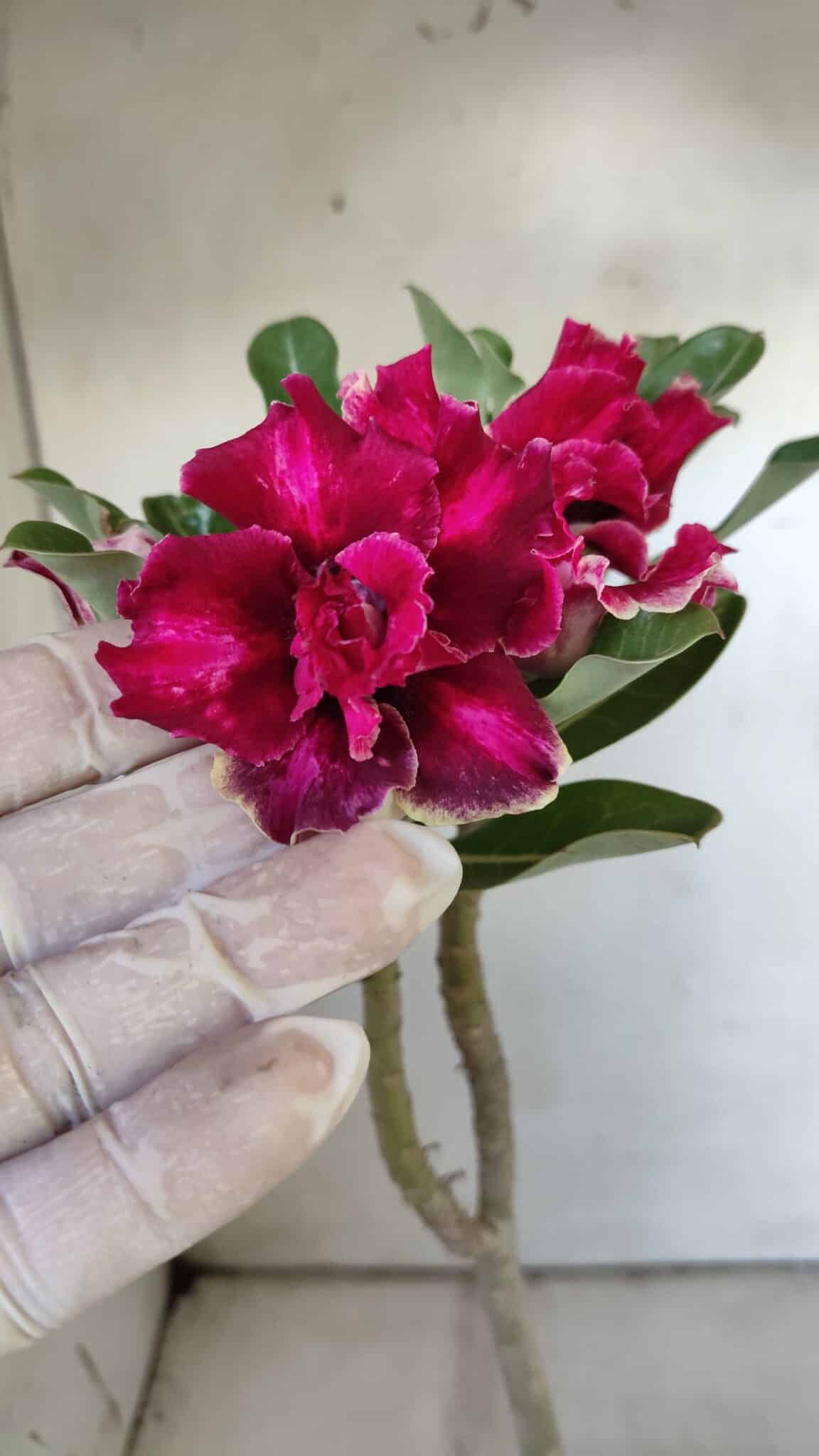 Planta Dobrada 3044 – 30cm – 02 anos