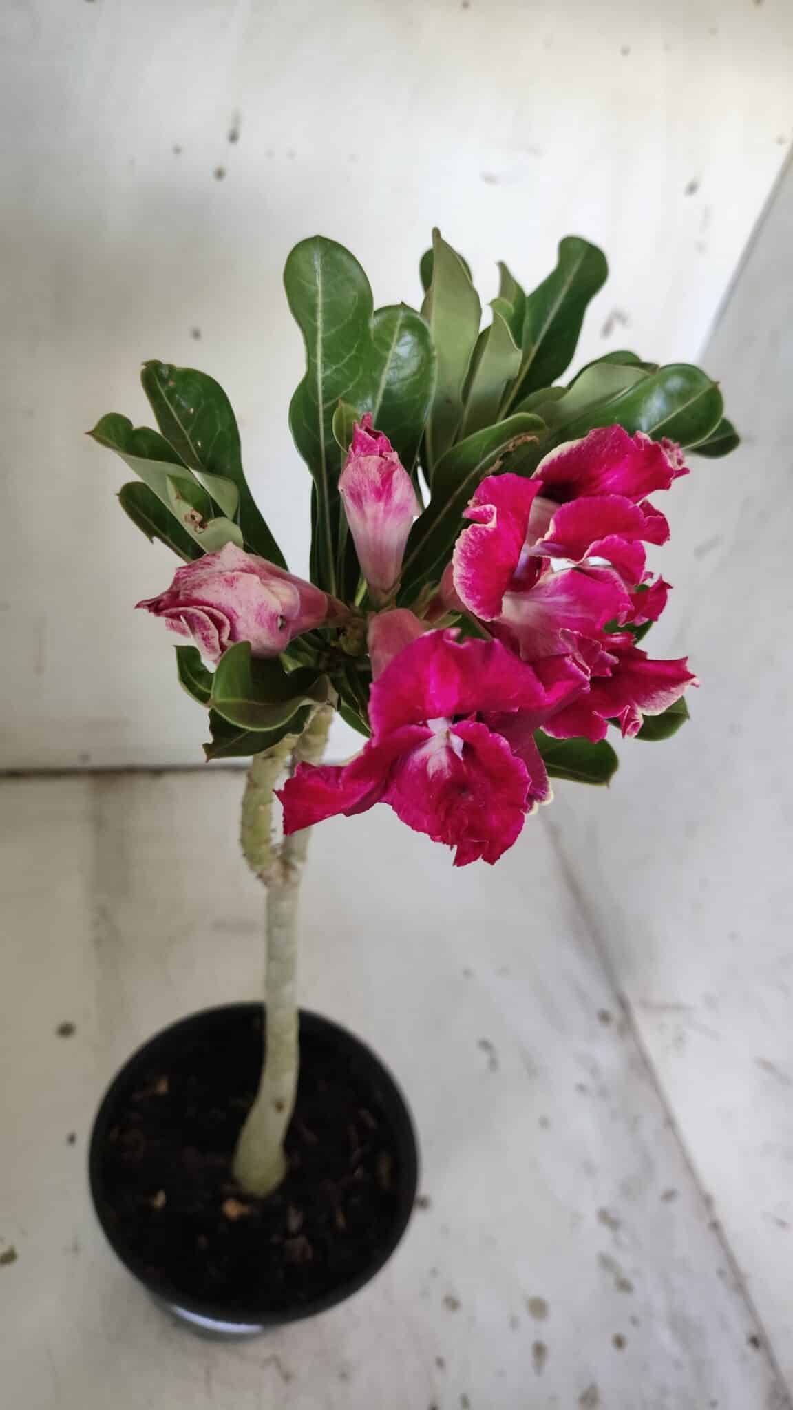 Planta Dobrada 3044 – 30cm – 02 anos