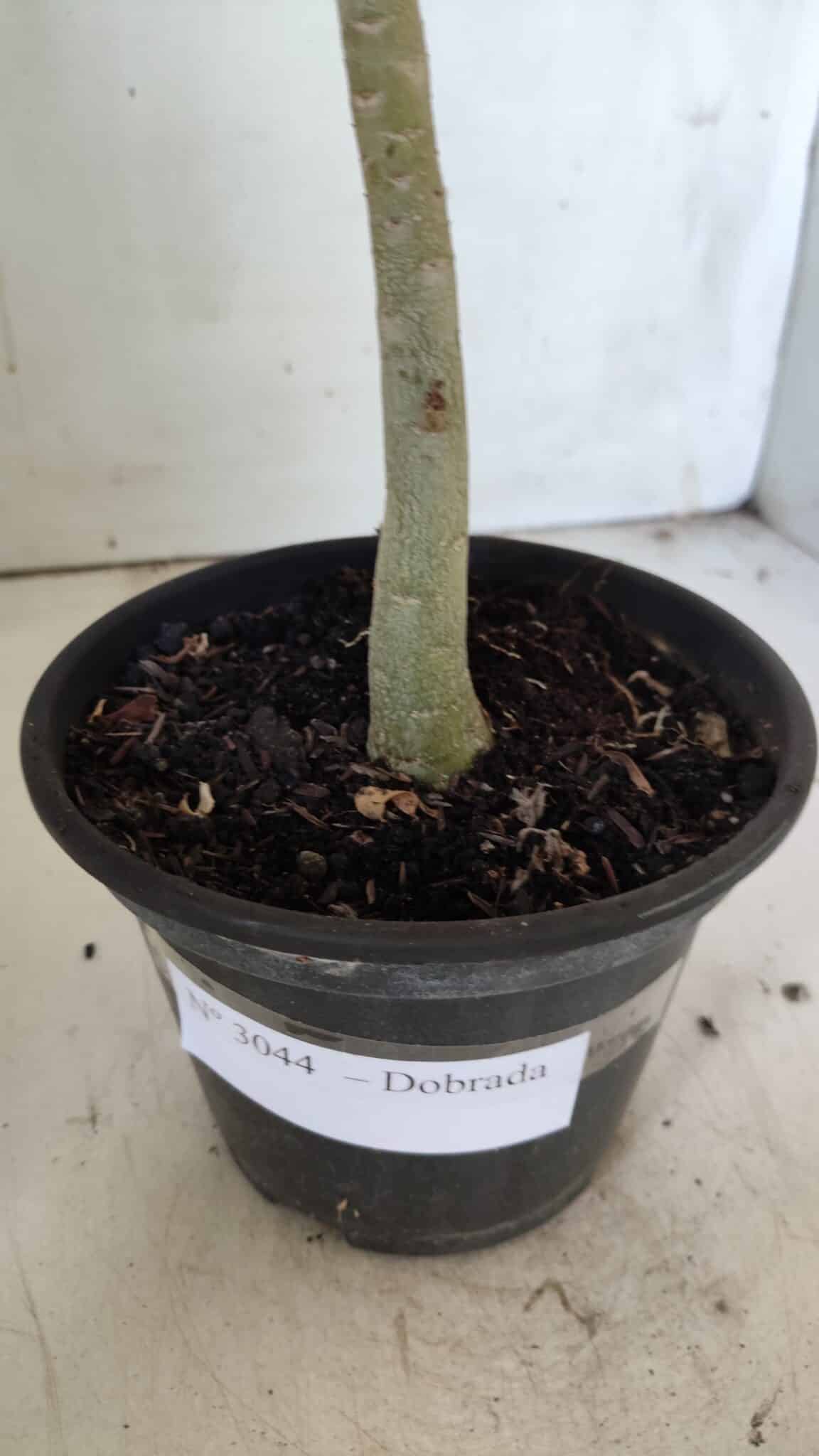 Planta Dobrada 3044 – 30cm – 02 anos