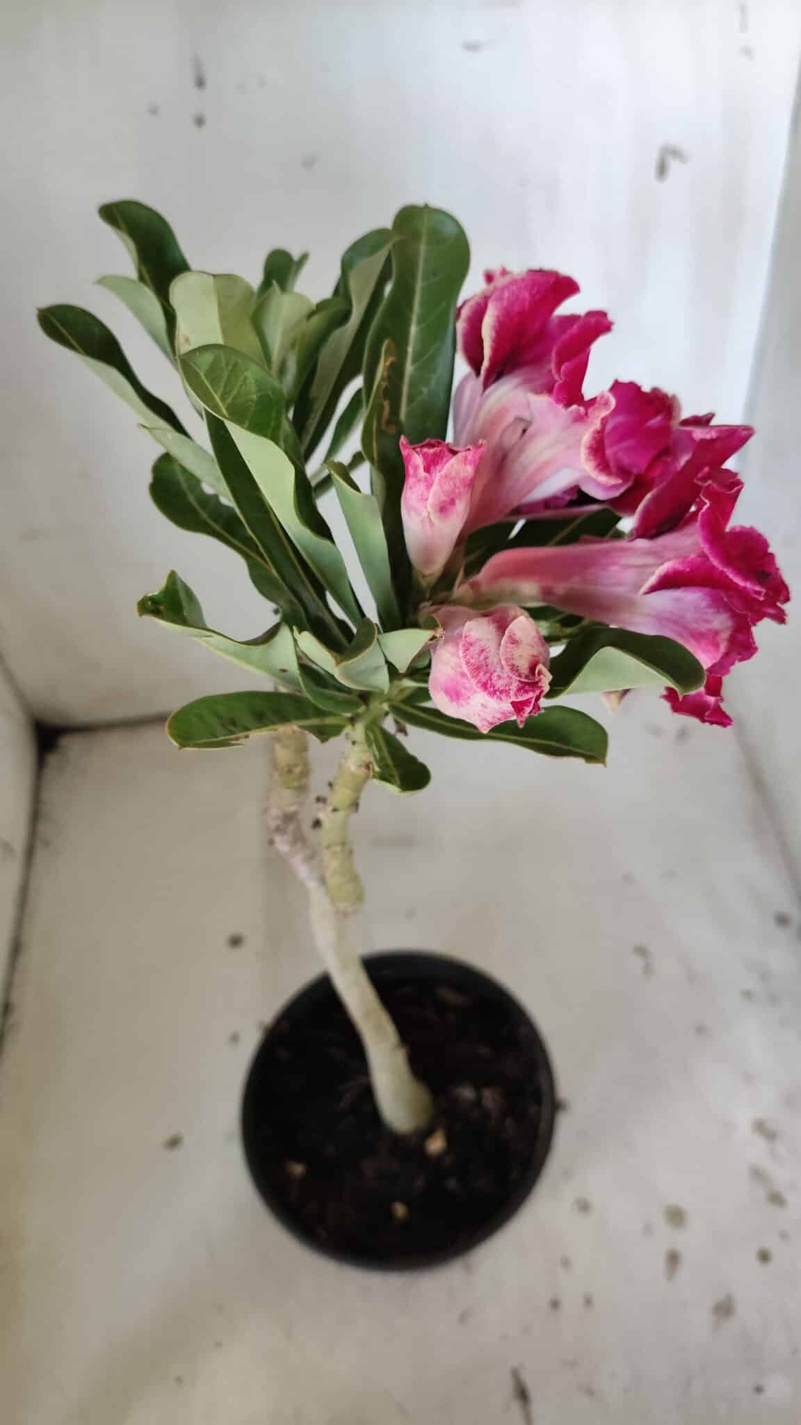 Planta Dobrada 3044 – 30cm – 02 anos