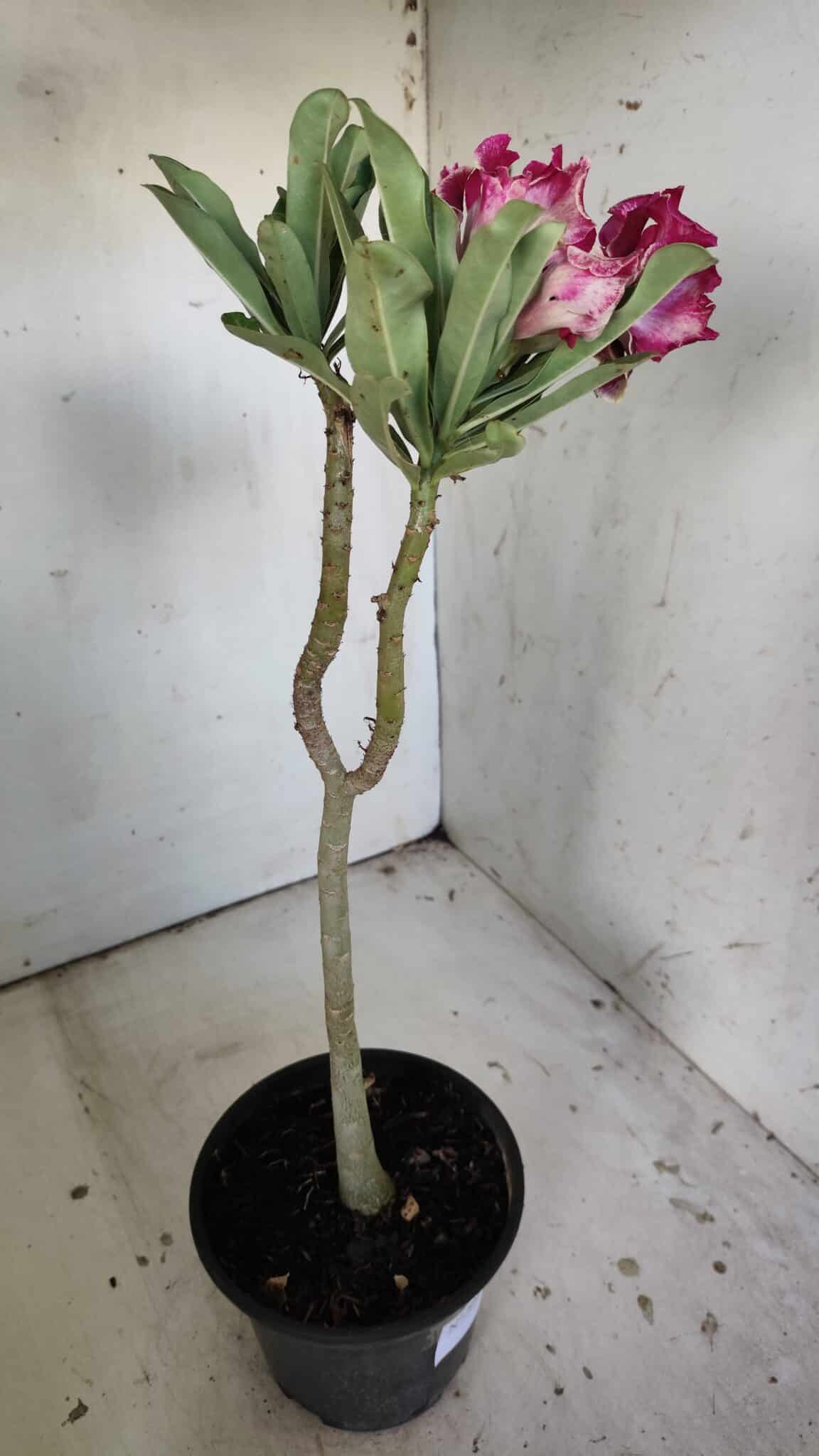 Planta Dobrada 3044 – 30cm – 02 anos