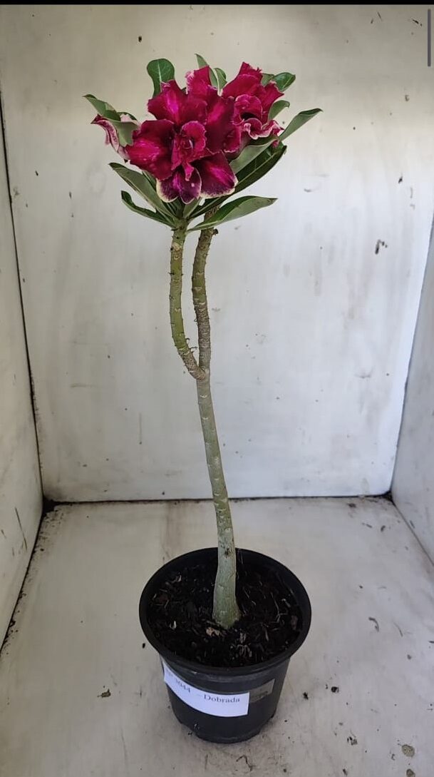 Planta Dobrada 3044 – 30cm – 02 anos