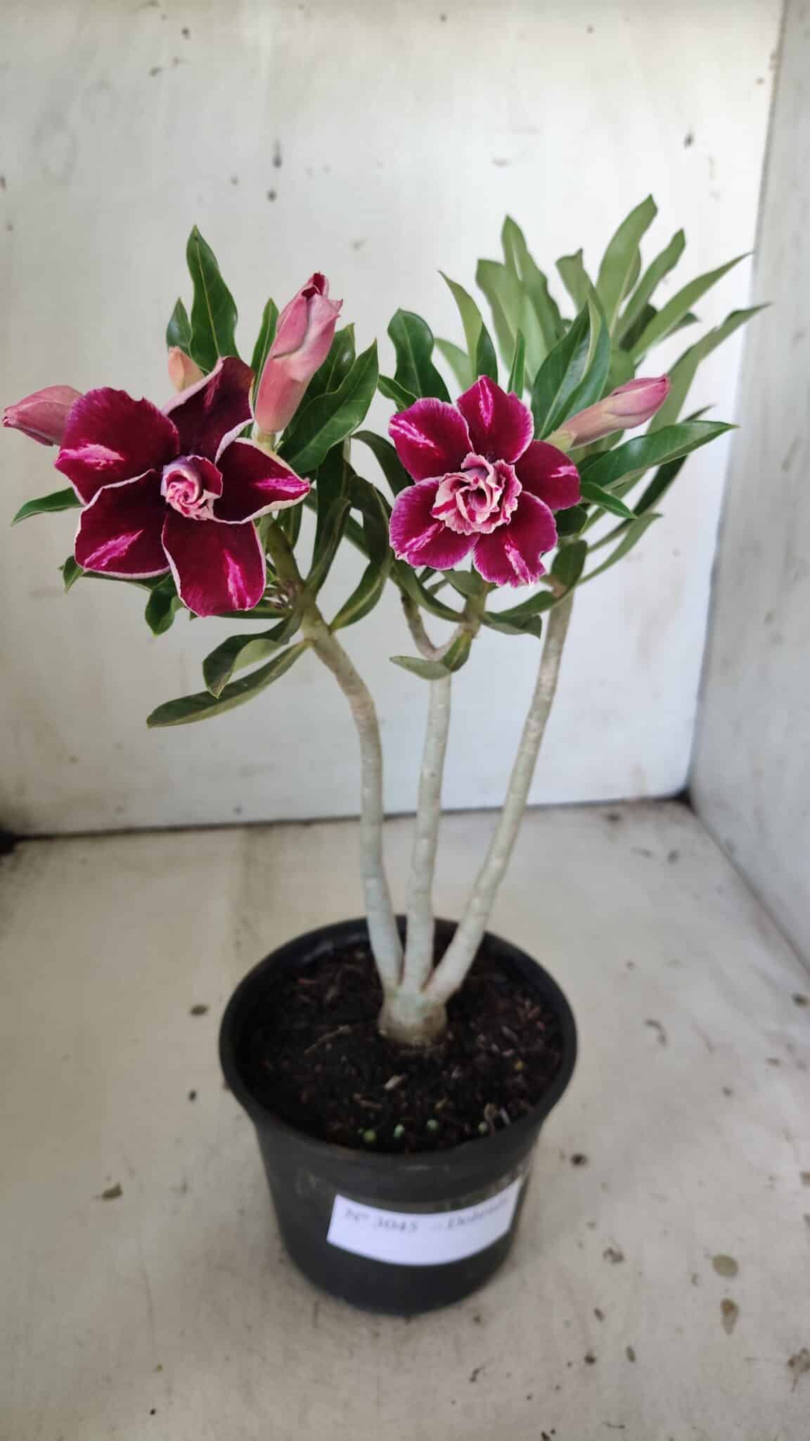 Planta Dobrada 3045 – 30cm – 02 anos