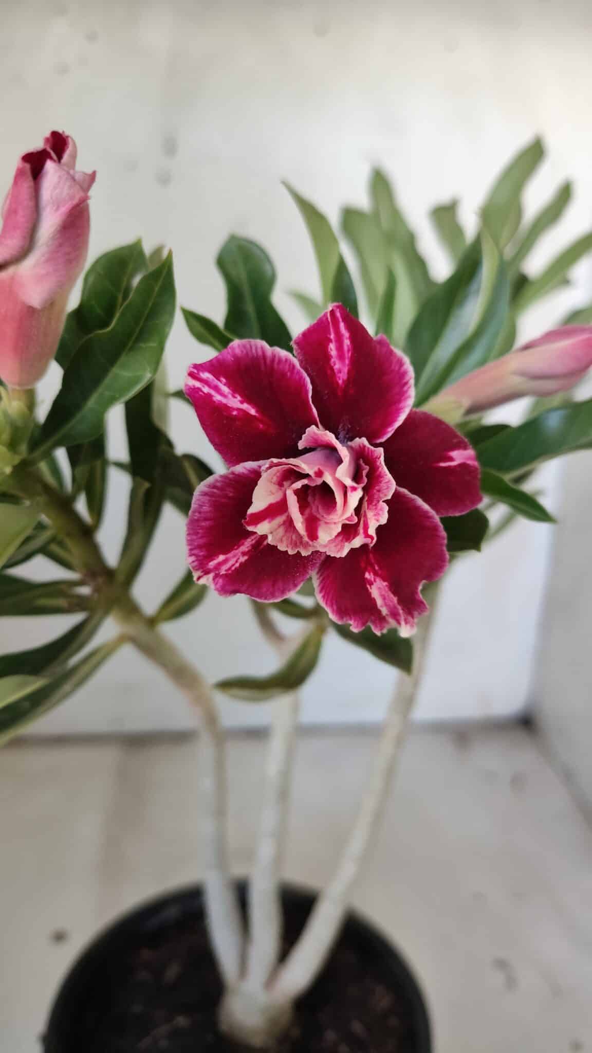 Planta Dobrada 3045 – 30cm – 02 anos