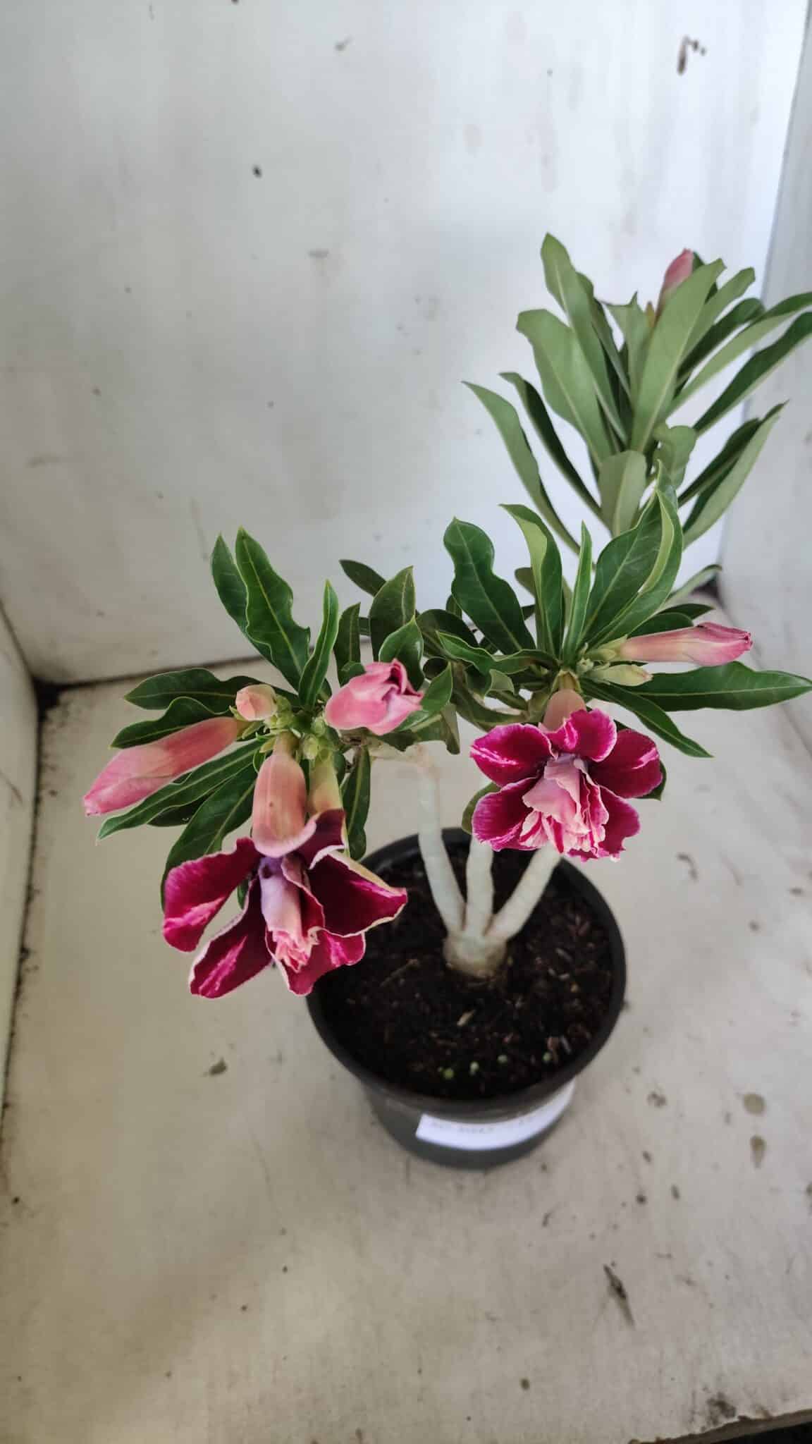 Planta Dobrada 3045 – 30cm – 02 anos