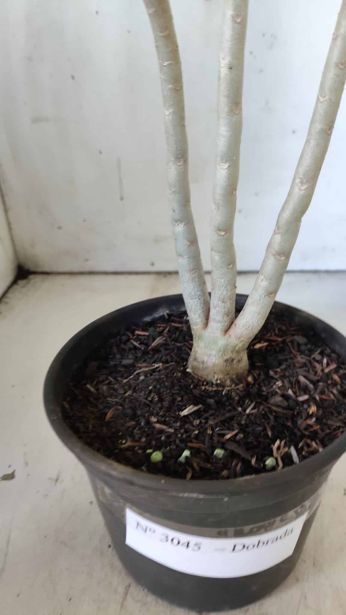 Planta Dobrada 3045 – 30cm – 02 anos