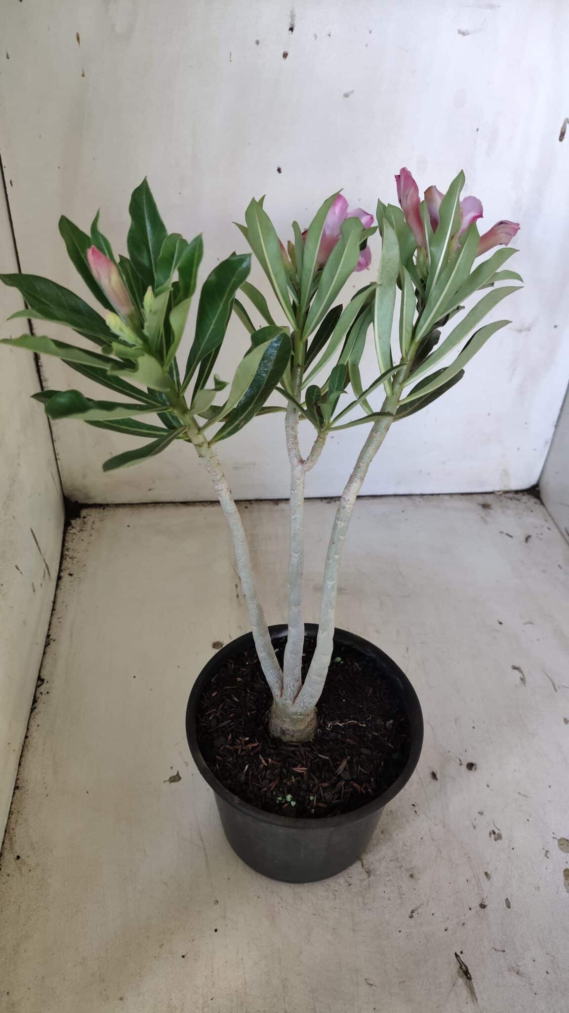 Planta Dobrada 3045 – 30cm – 02 anos