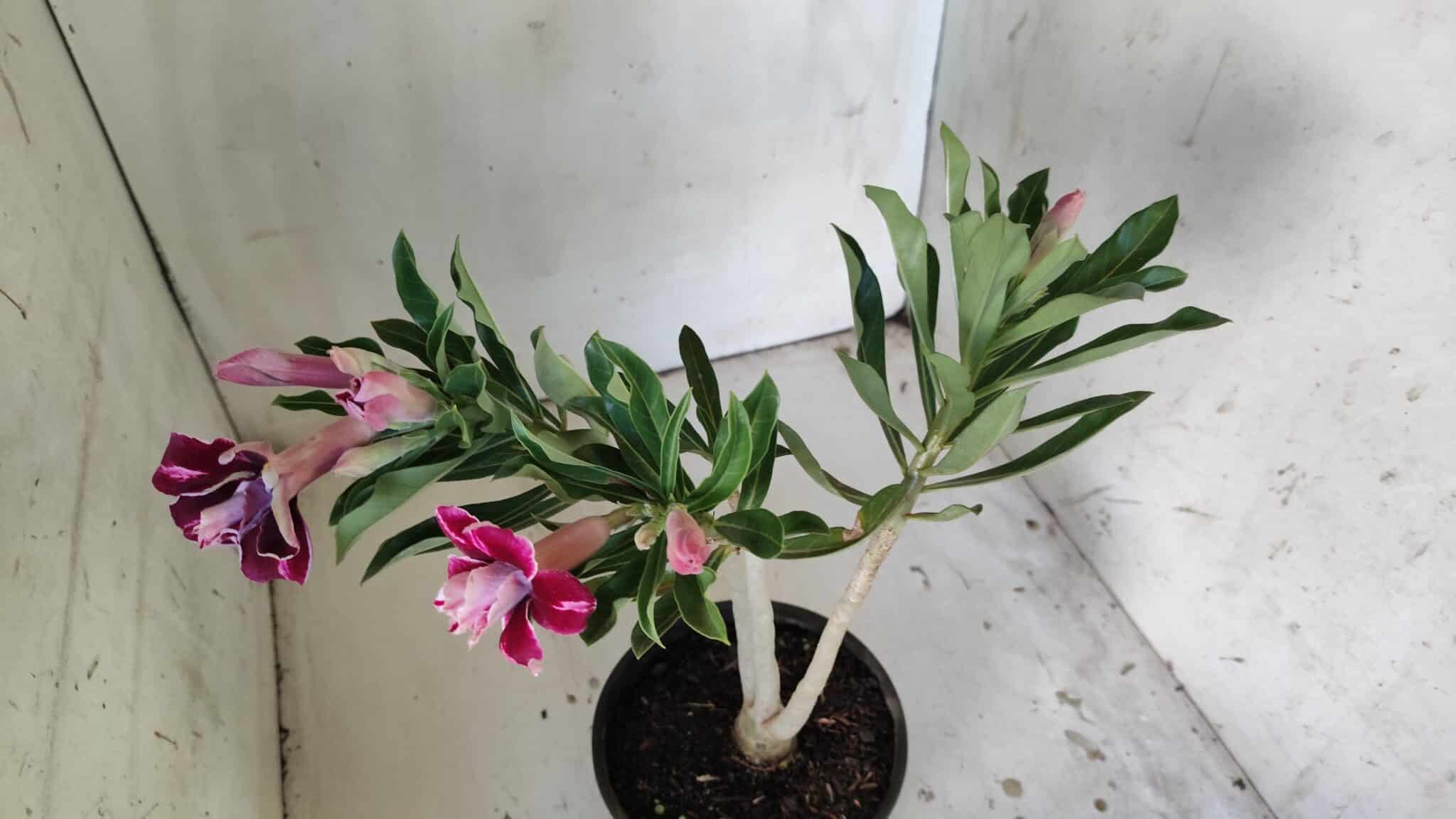 Planta Dobrada 3045 – 30cm – 02 anos