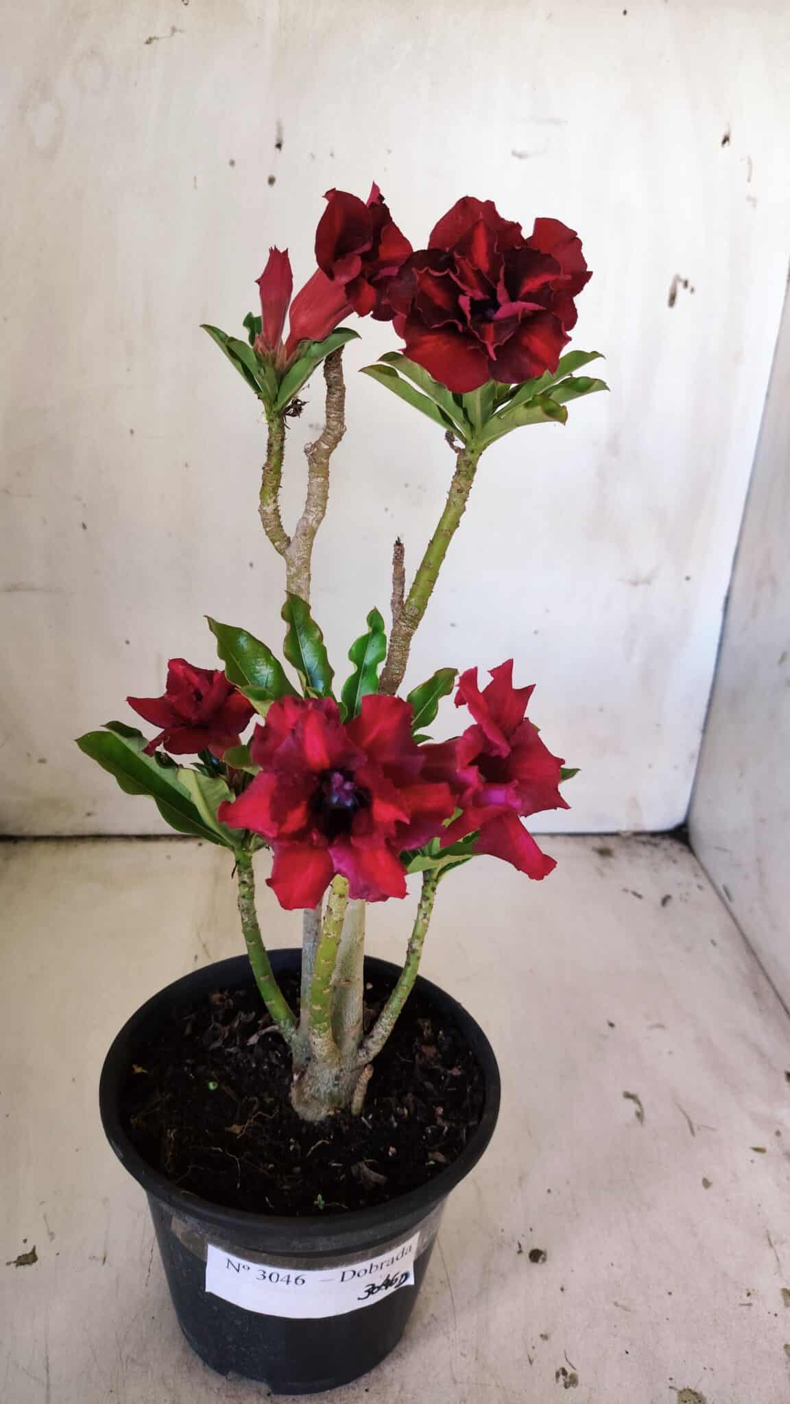 Planta Dobrada 3046 – 30cm – 02 anos