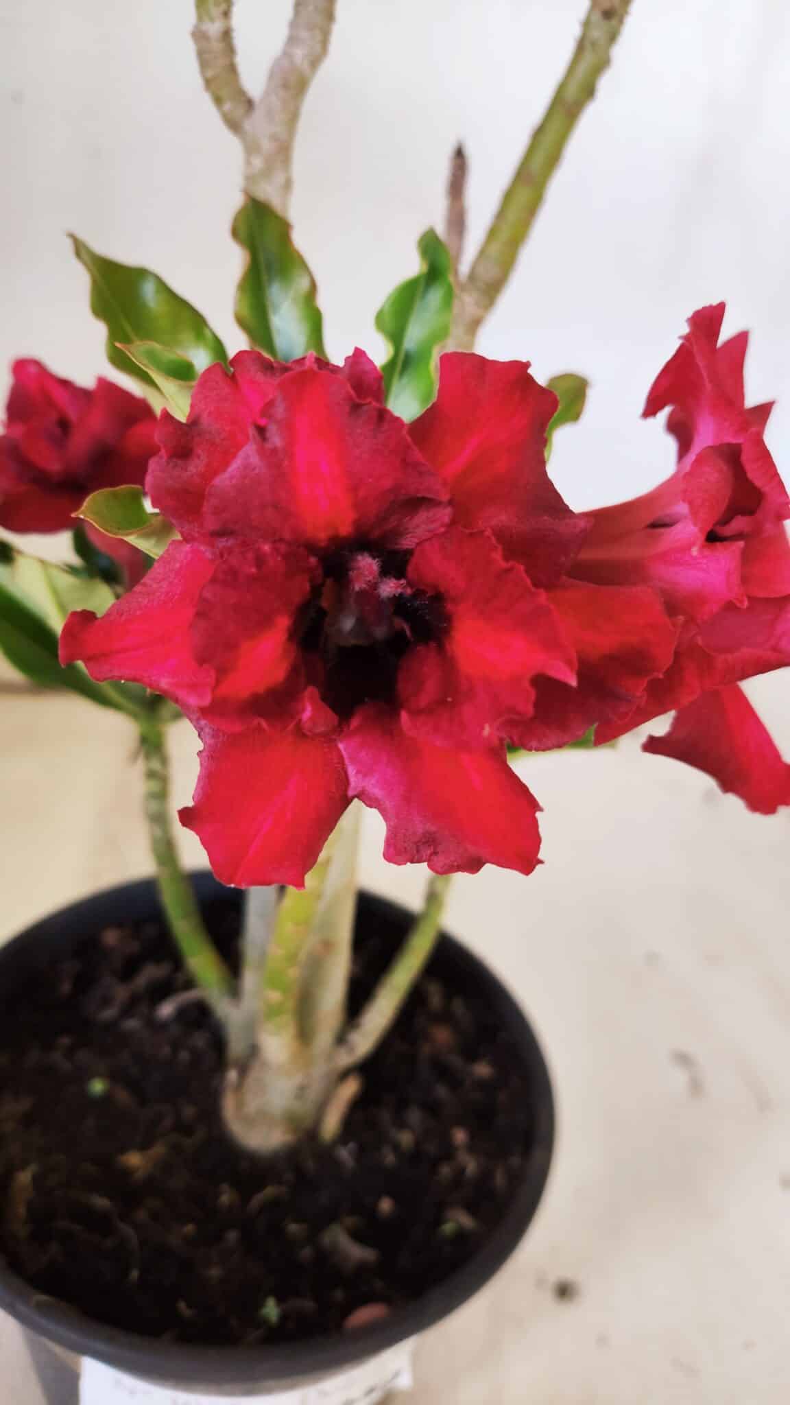 Planta Dobrada 3046 – 30cm – 02 anos