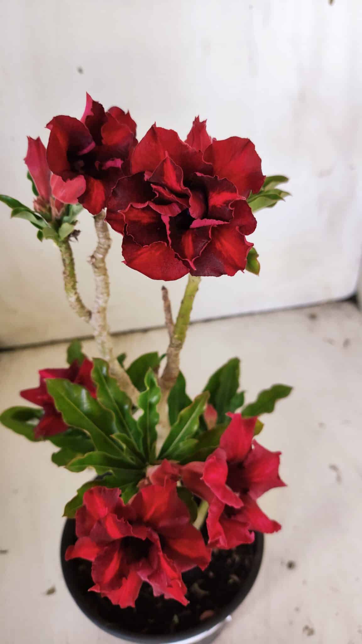Planta Dobrada 3046 – 30cm – 02 anos