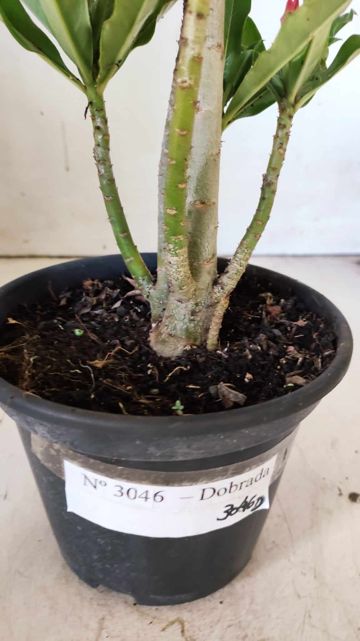 Planta Dobrada 3046 – 30cm – 02 anos