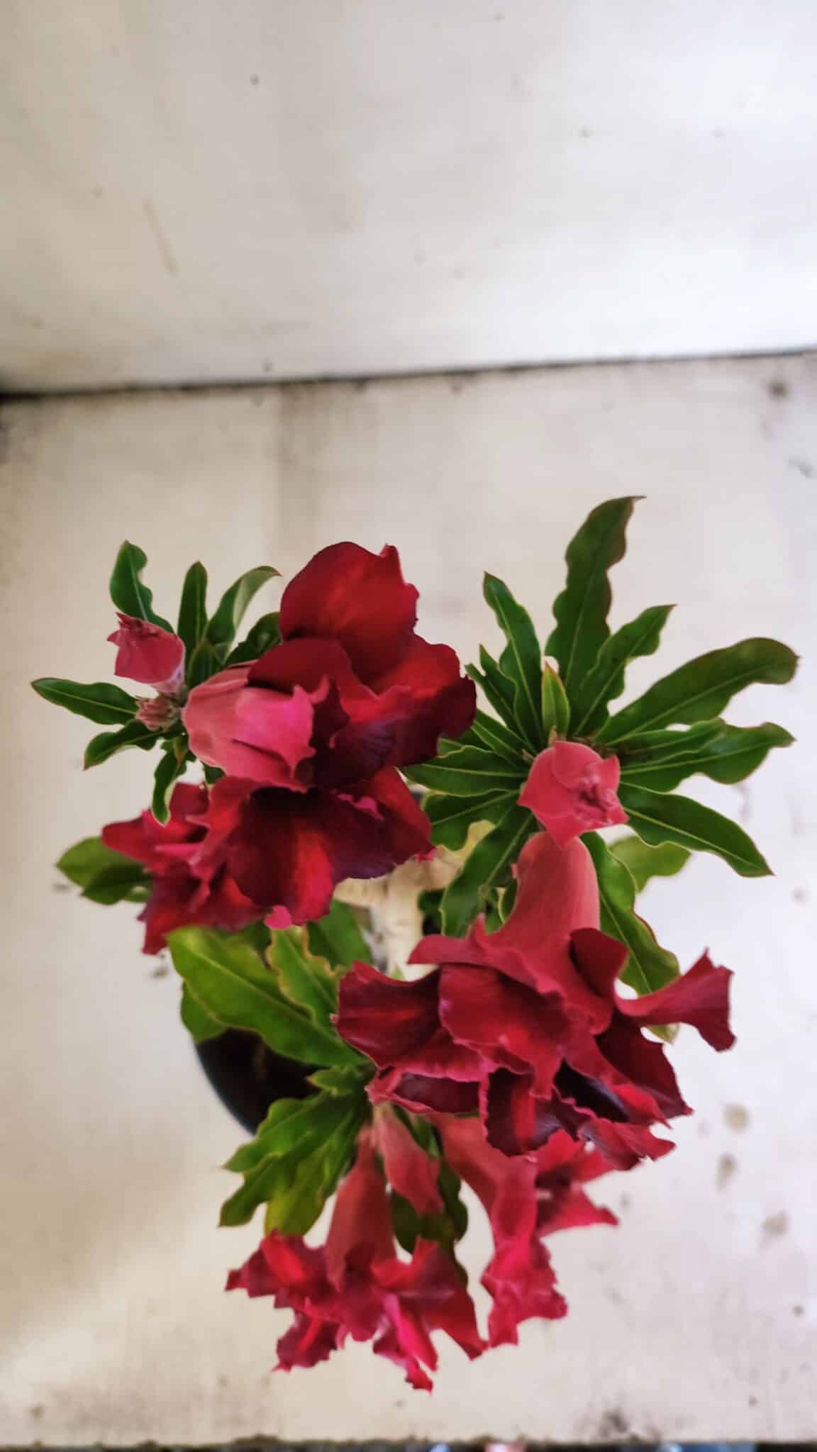 Planta Dobrada 3046 – 30cm – 02 anos
