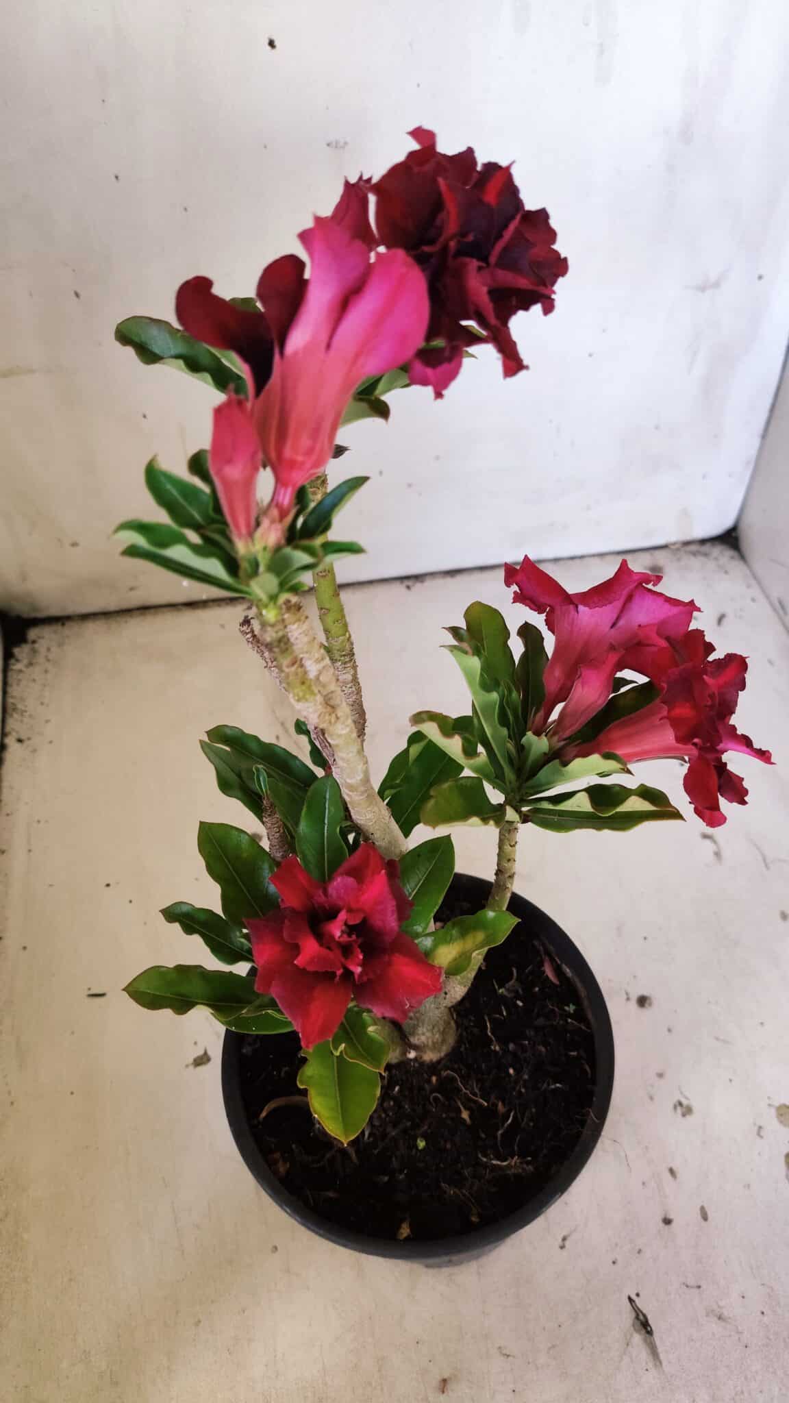 Planta Dobrada 3046 – 30cm – 02 anos