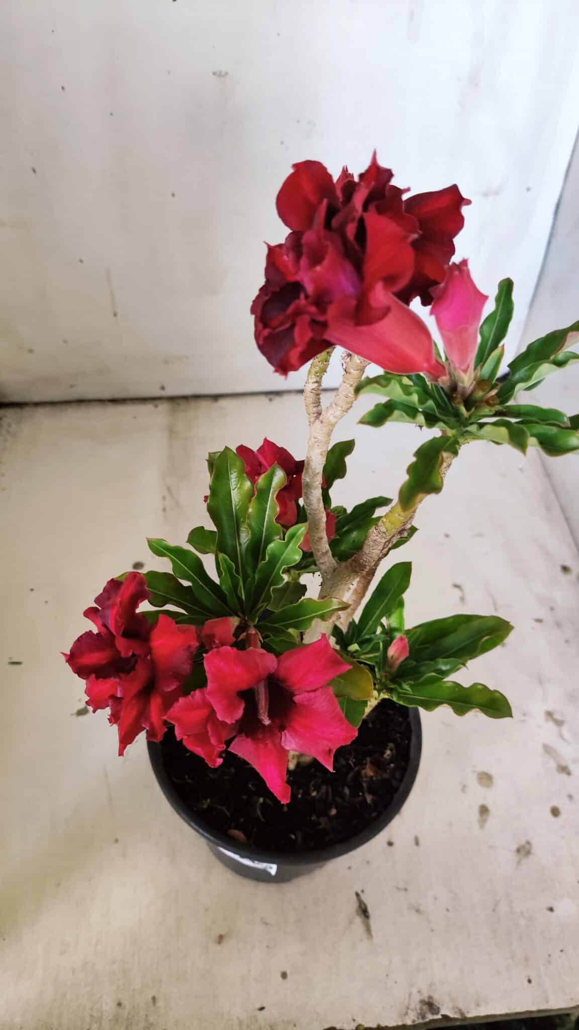 Planta Dobrada 3046 – 30cm – 02 anos