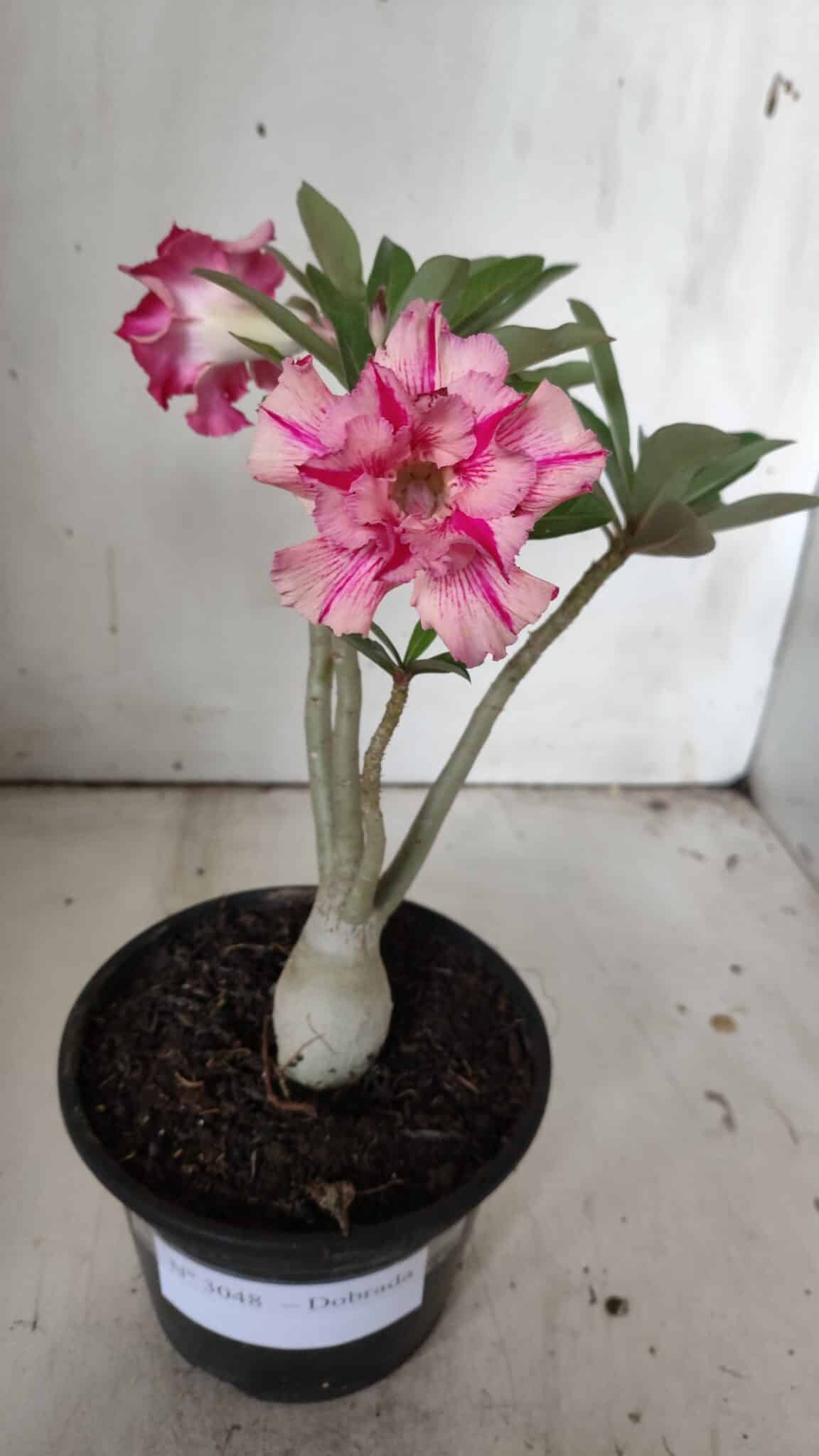 Planta Dobrada 3048 – 25cm – 01 ano