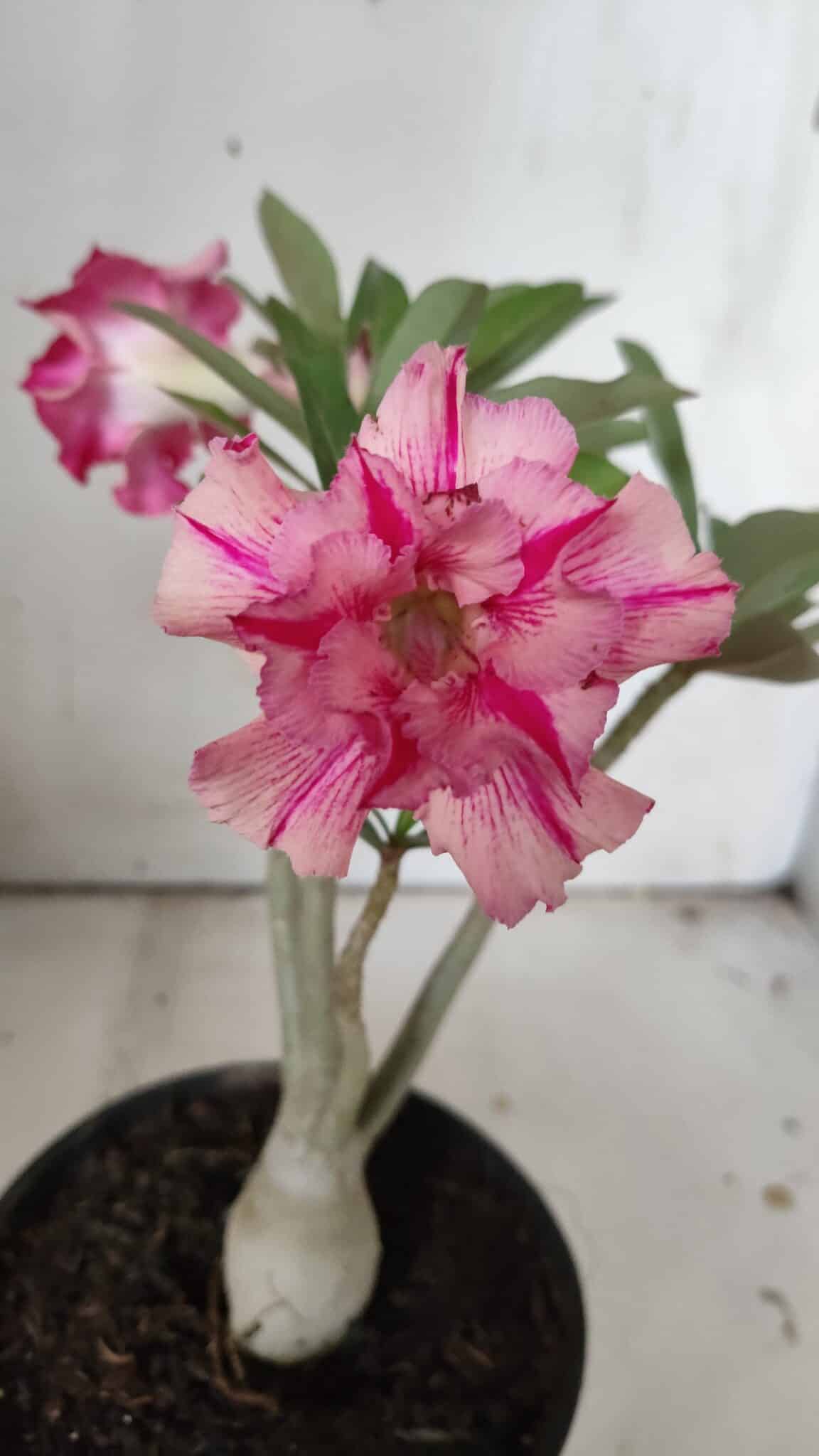 Planta Dobrada 3048 – 25cm – 01 ano