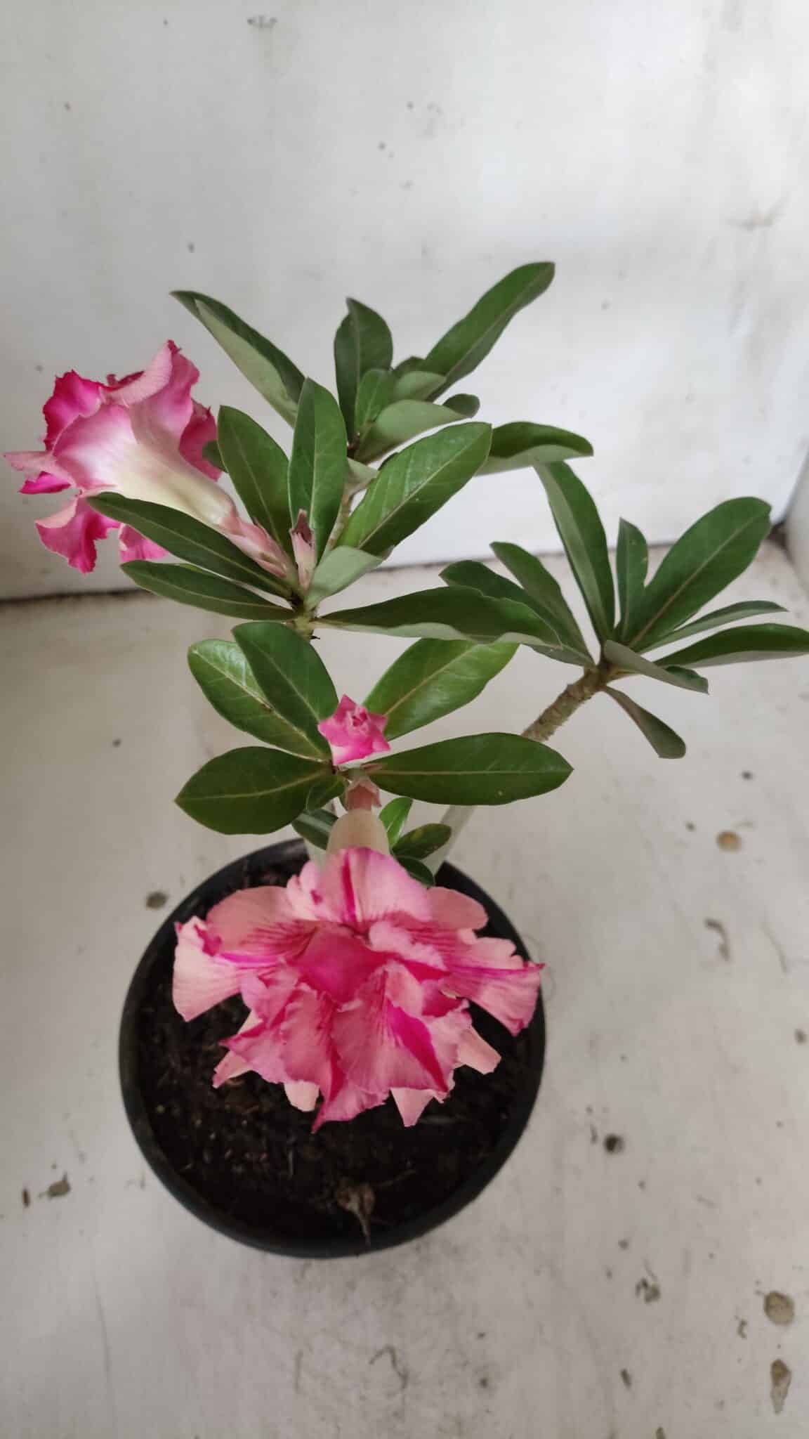 Planta Dobrada 3048 – 25cm – 01 ano