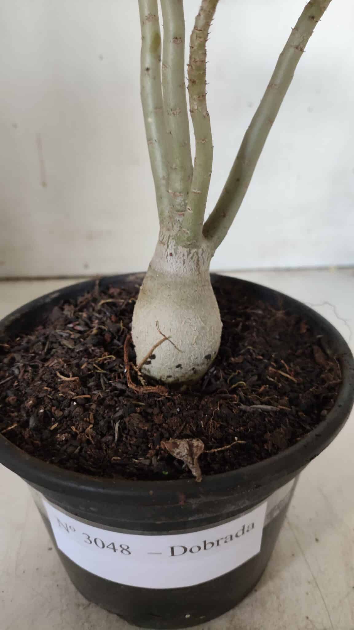 Planta Dobrada 3048 – 25cm – 01 ano
