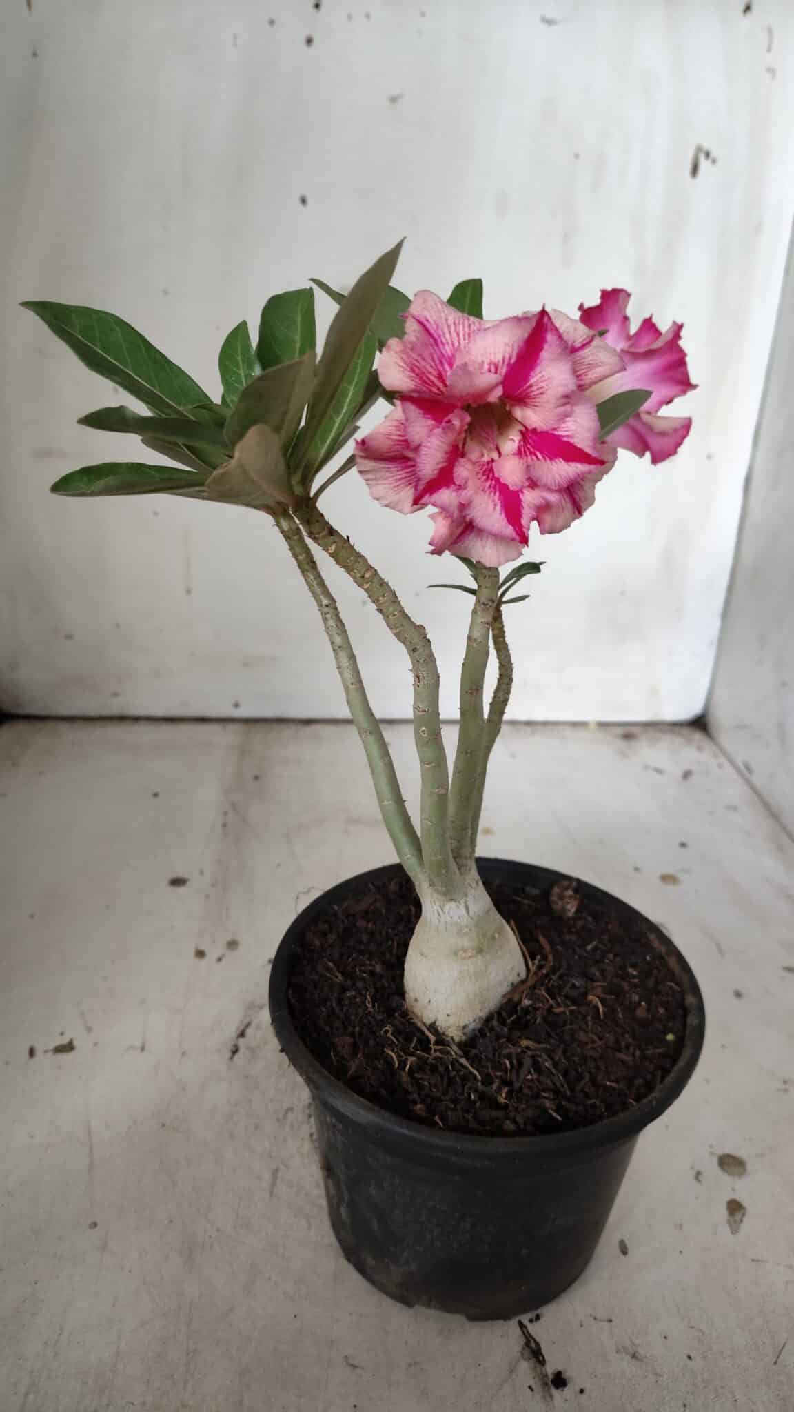 Planta Dobrada 3048 – 25cm – 01 ano