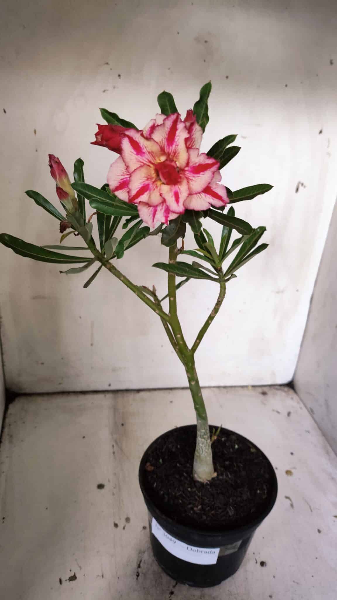 Planta Dobrada 3049 – 30cm – 02 anos