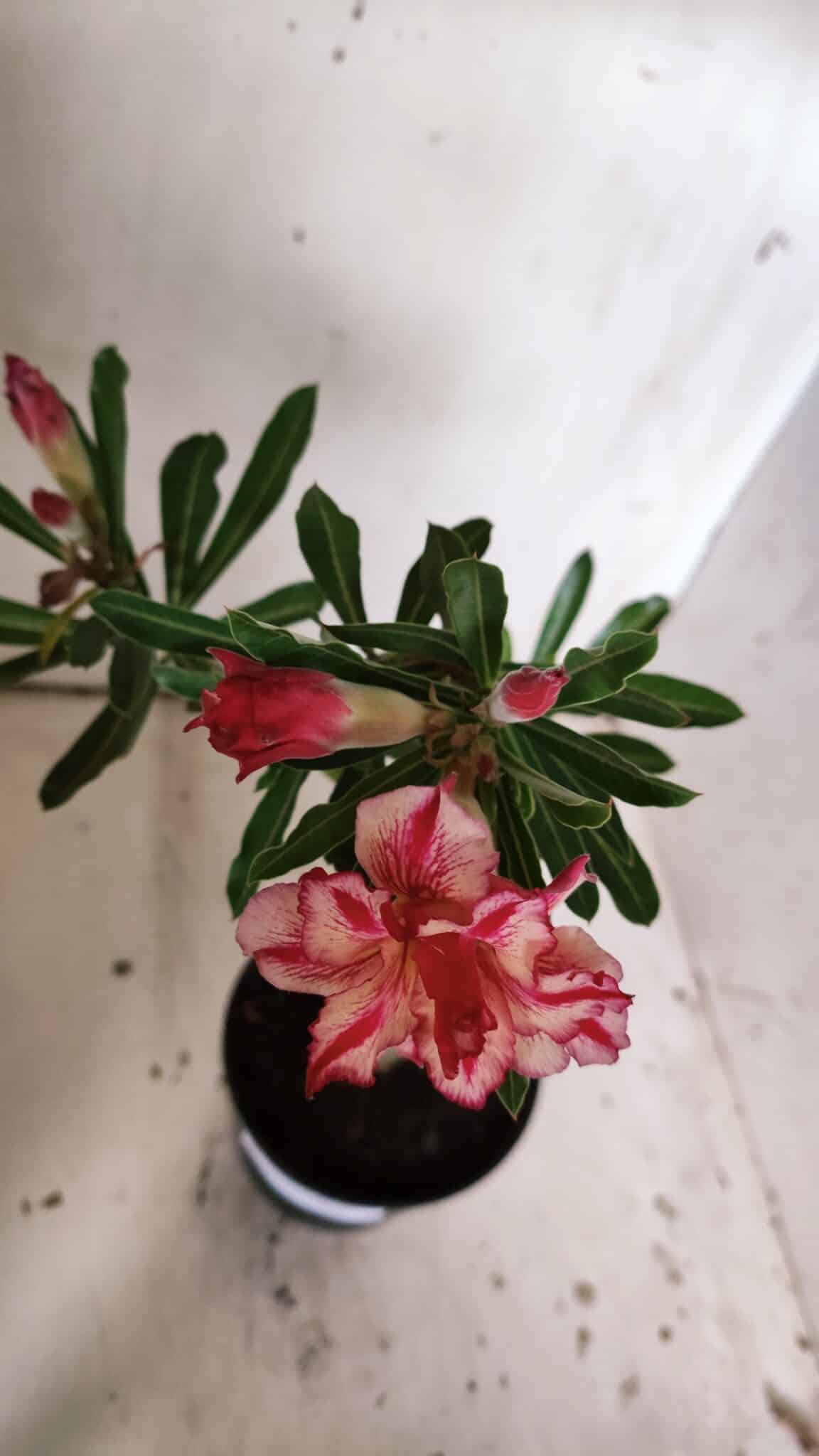 Planta Dobrada 3049 – 30cm – 02 anos