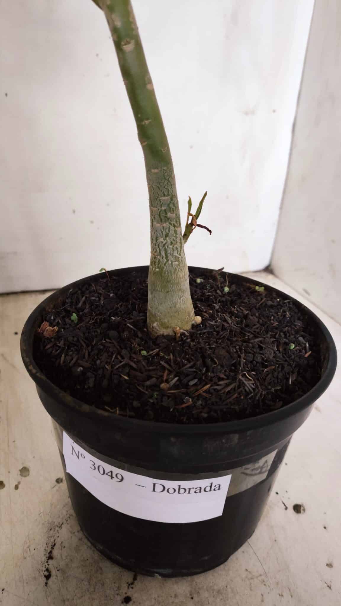 Planta Dobrada 3049 – 30cm – 02 anos