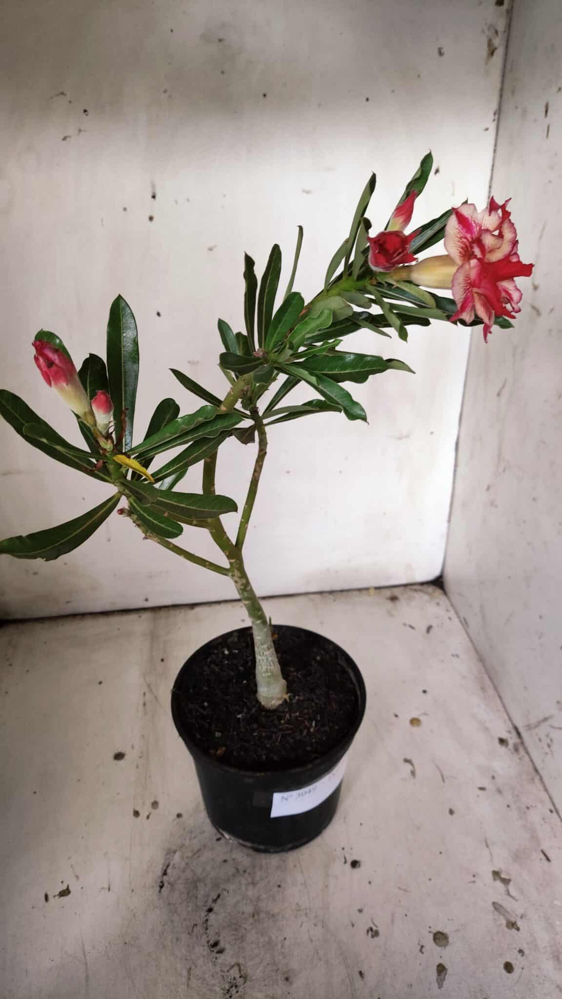 Planta Dobrada 3049 – 30cm – 02 anos