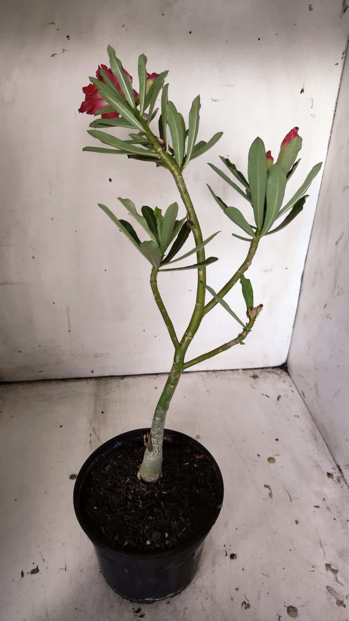 Planta Dobrada 3049 – 30cm – 02 anos