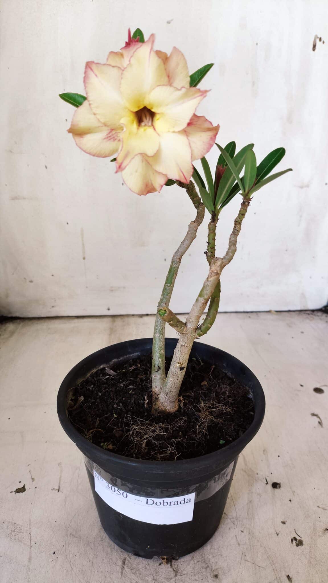 Planta Dobrada 3050 – 30cm – 02 anos