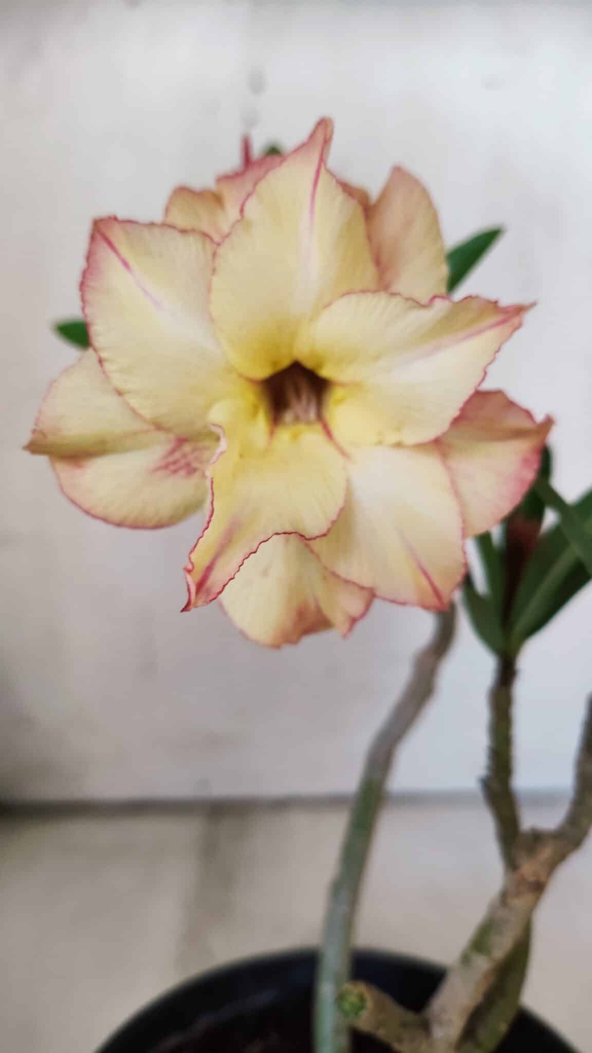 Planta Dobrada 3050 – 30cm – 02 anos