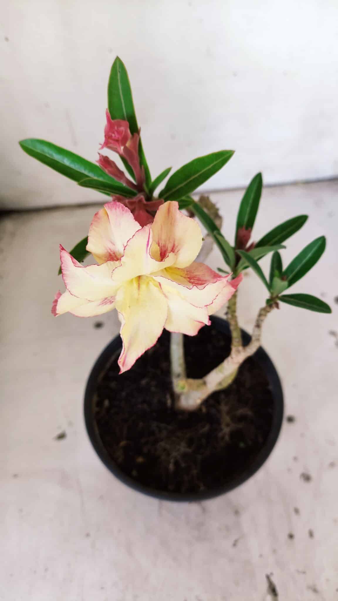 Planta Dobrada 3050 – 30cm – 02 anos