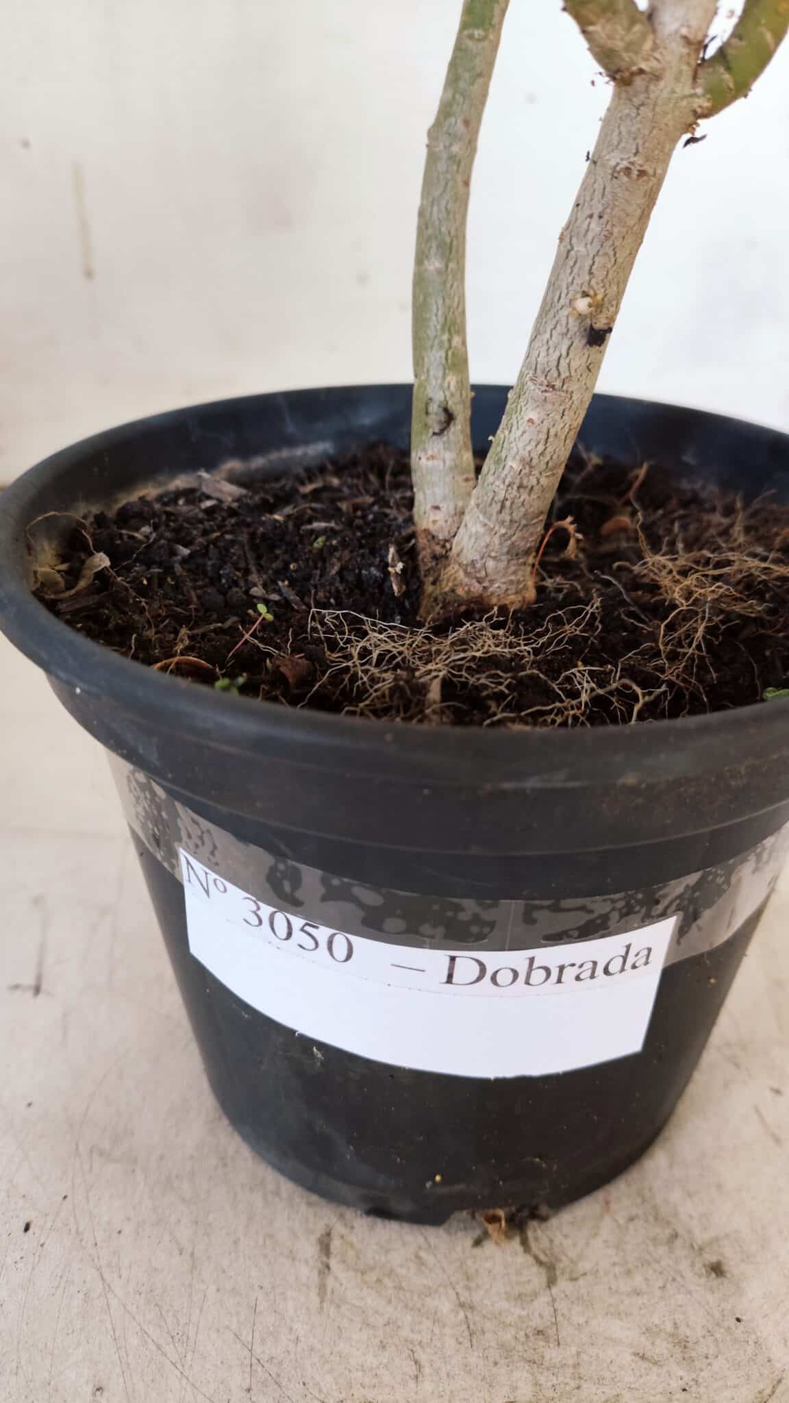 Planta Dobrada 3050 – 30cm – 02 anos