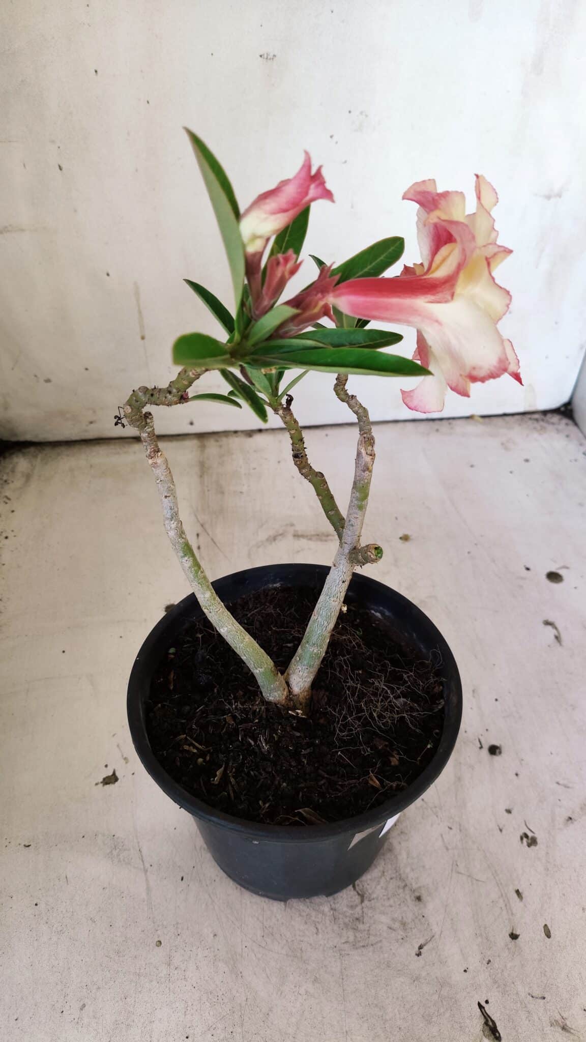 Planta Dobrada 3050 – 30cm – 02 anos