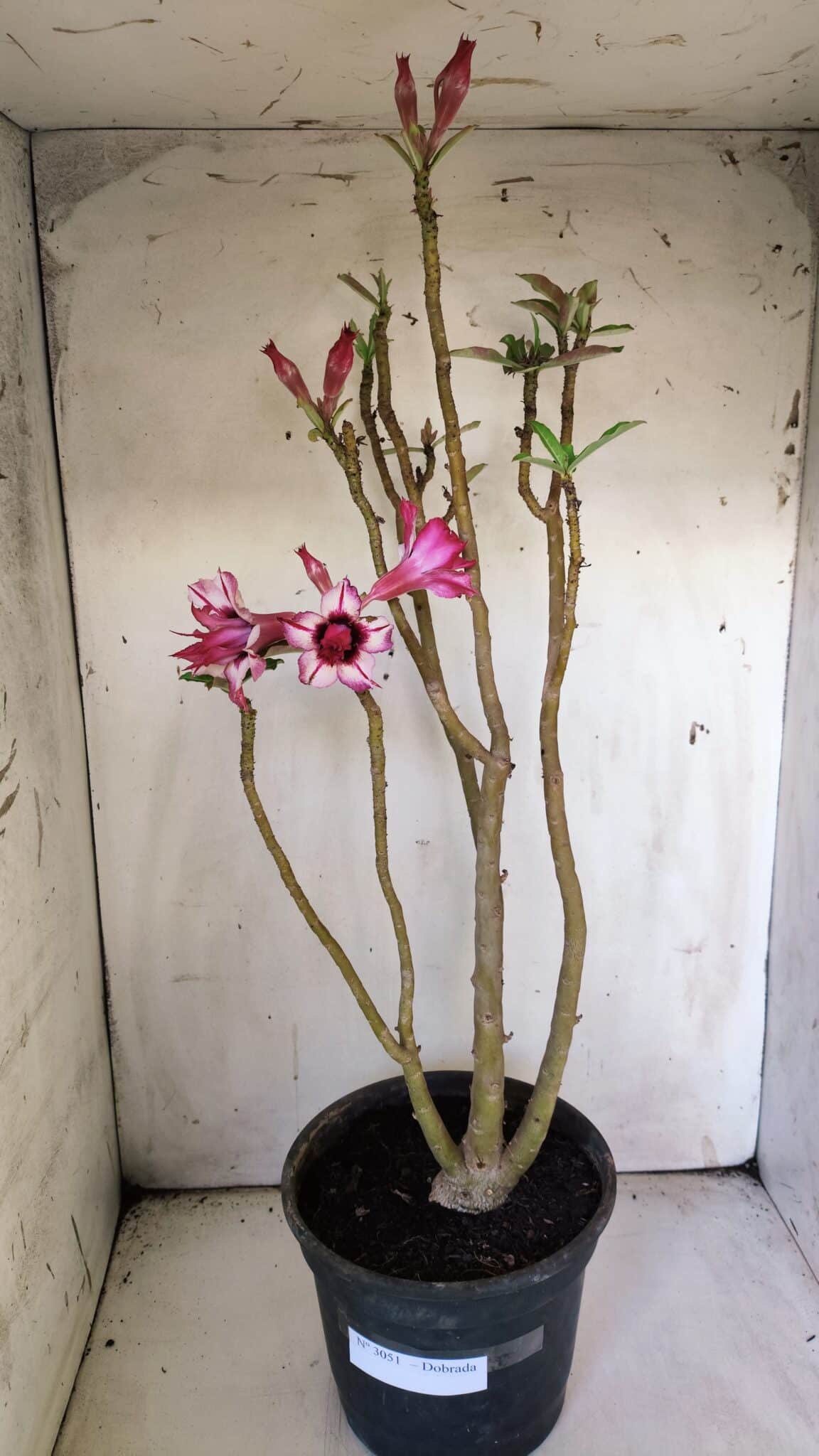 Planta Dobrada 3051 – 50cm – 04 anos